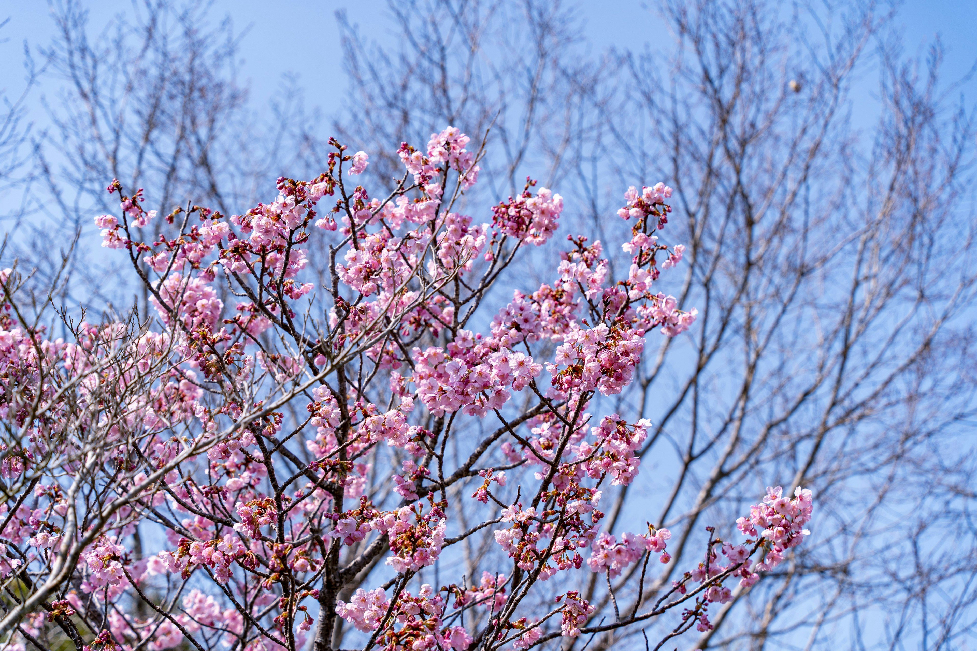 青空の下に咲く桜の花と枯れた木の枝