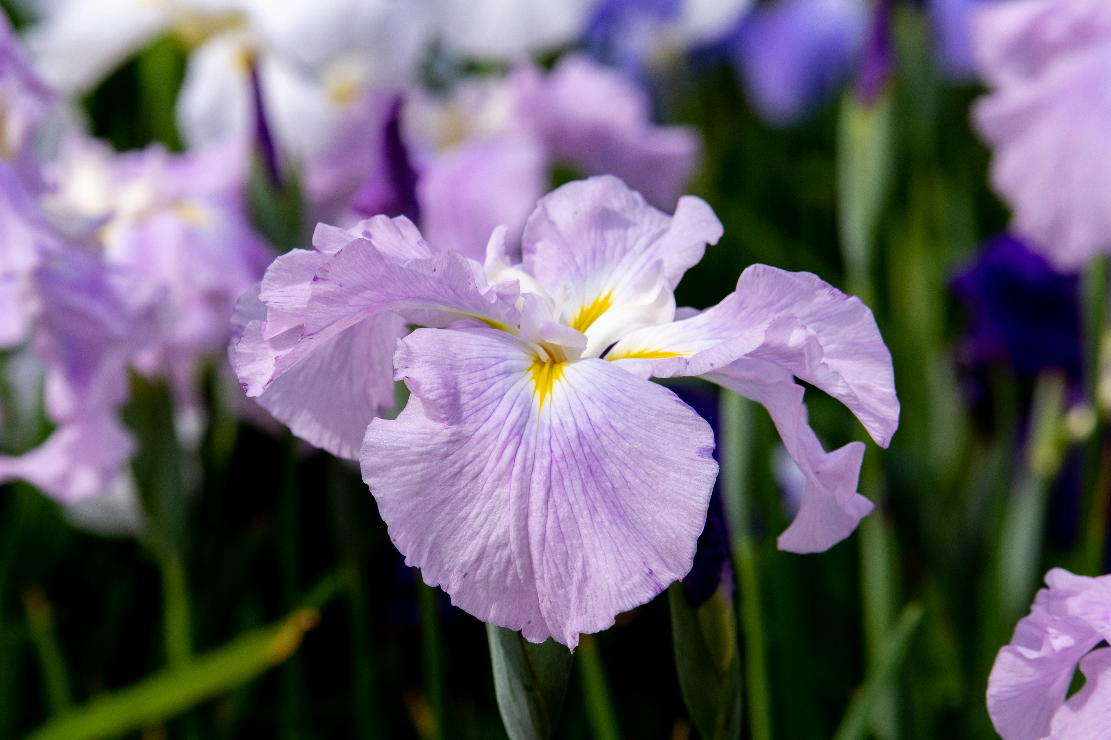 Sebuah bunga iris yang mekar dengan kelopak ungu muda