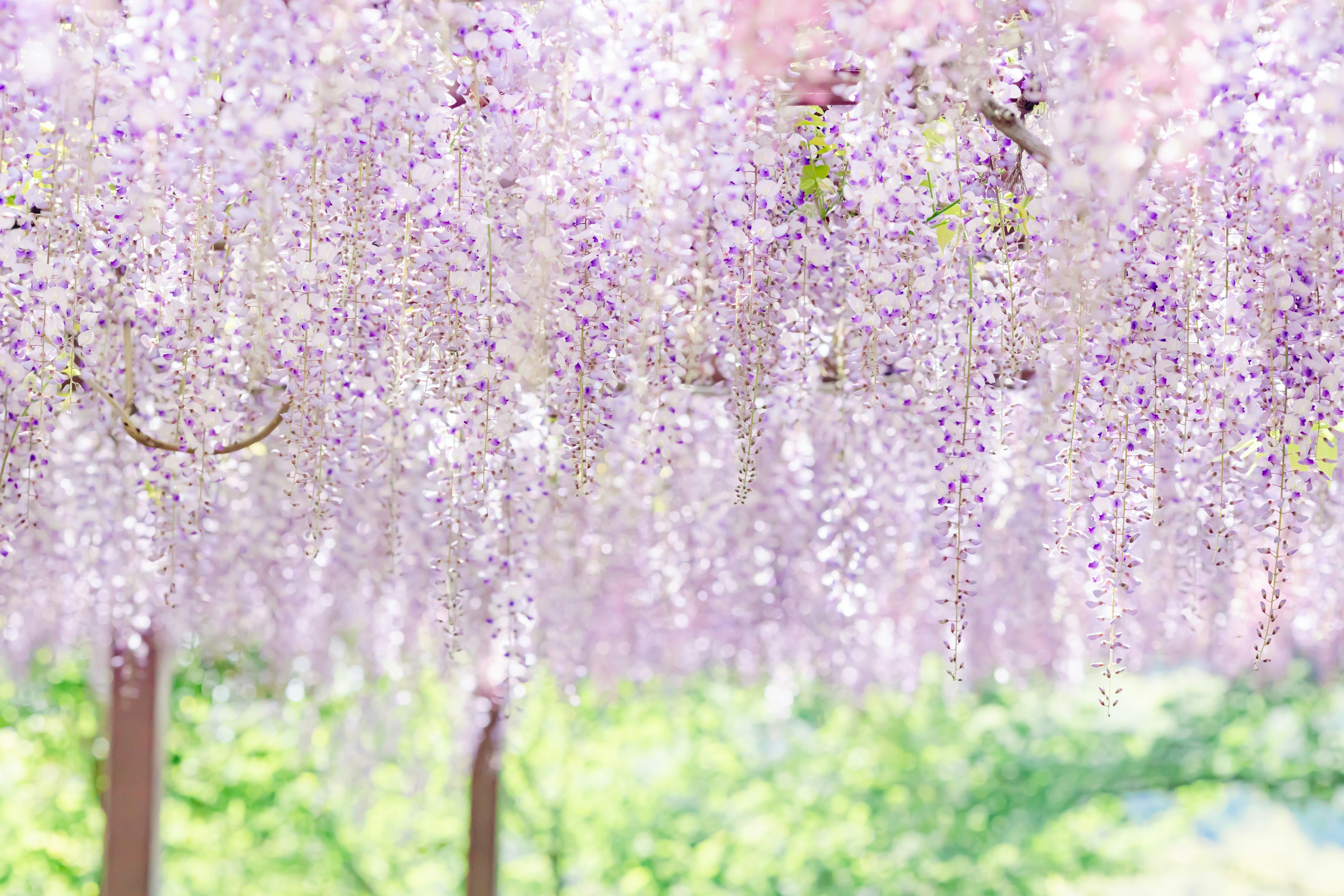 Una bella esposizione di fiori di glicine viola appesi