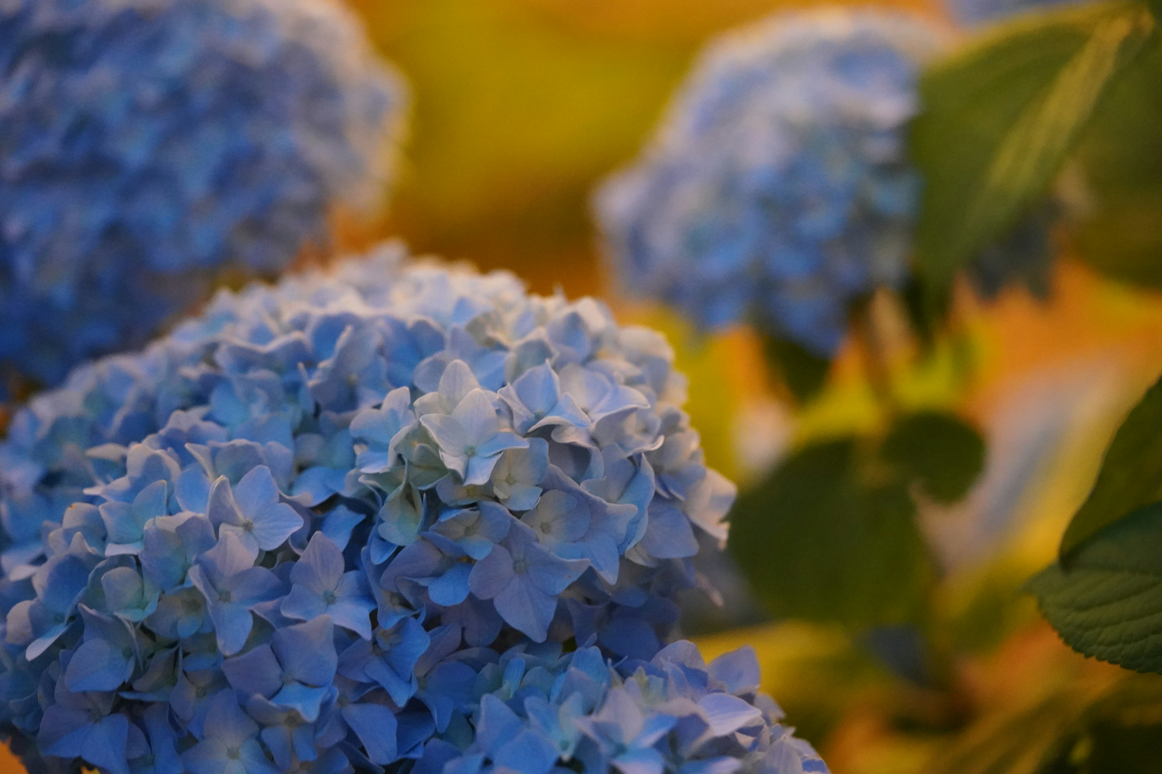 Close-up of blue hydrangea flowers in soft focus