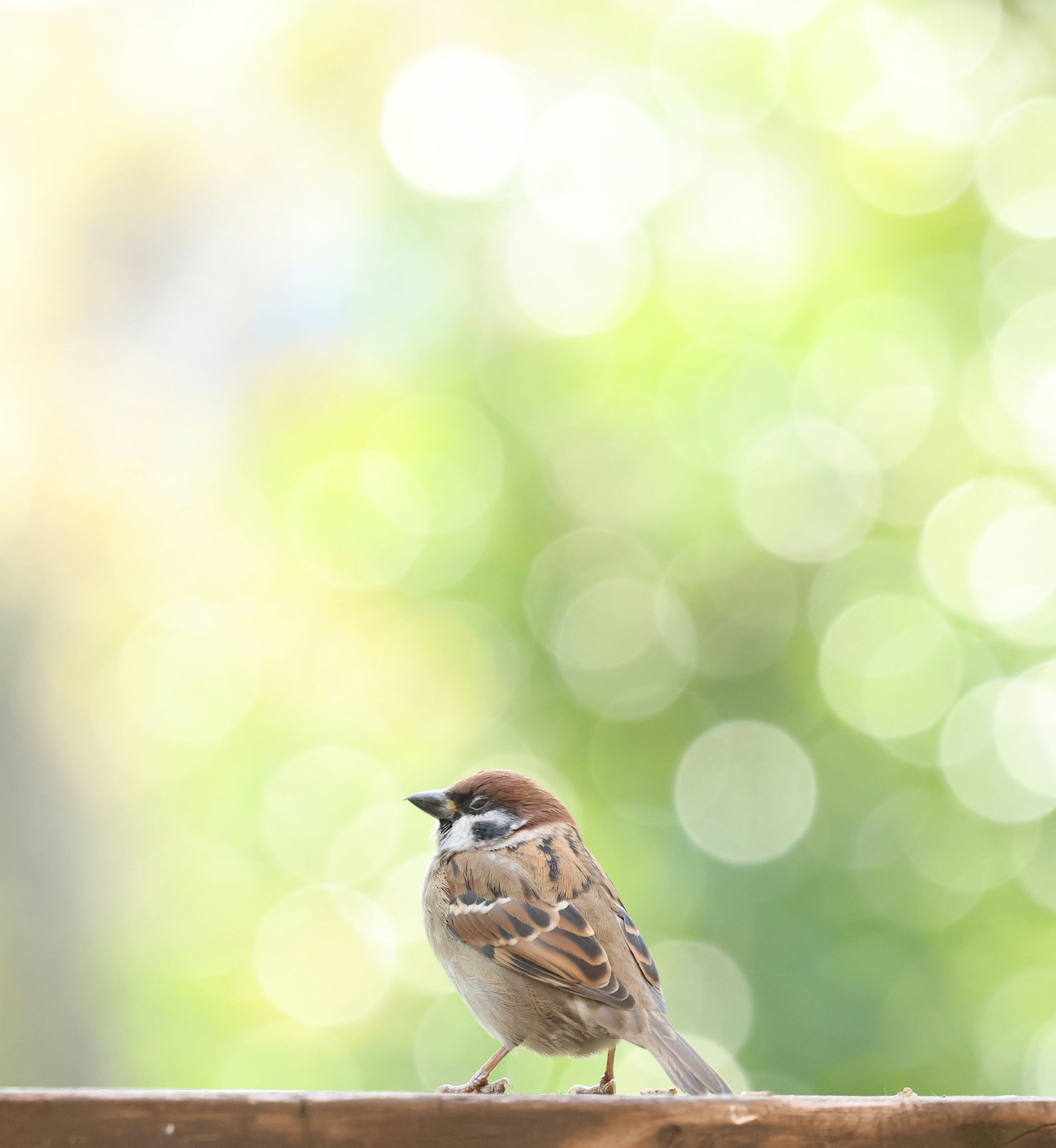 小鳥が木の上に立っている背景はぼかしがかかっている