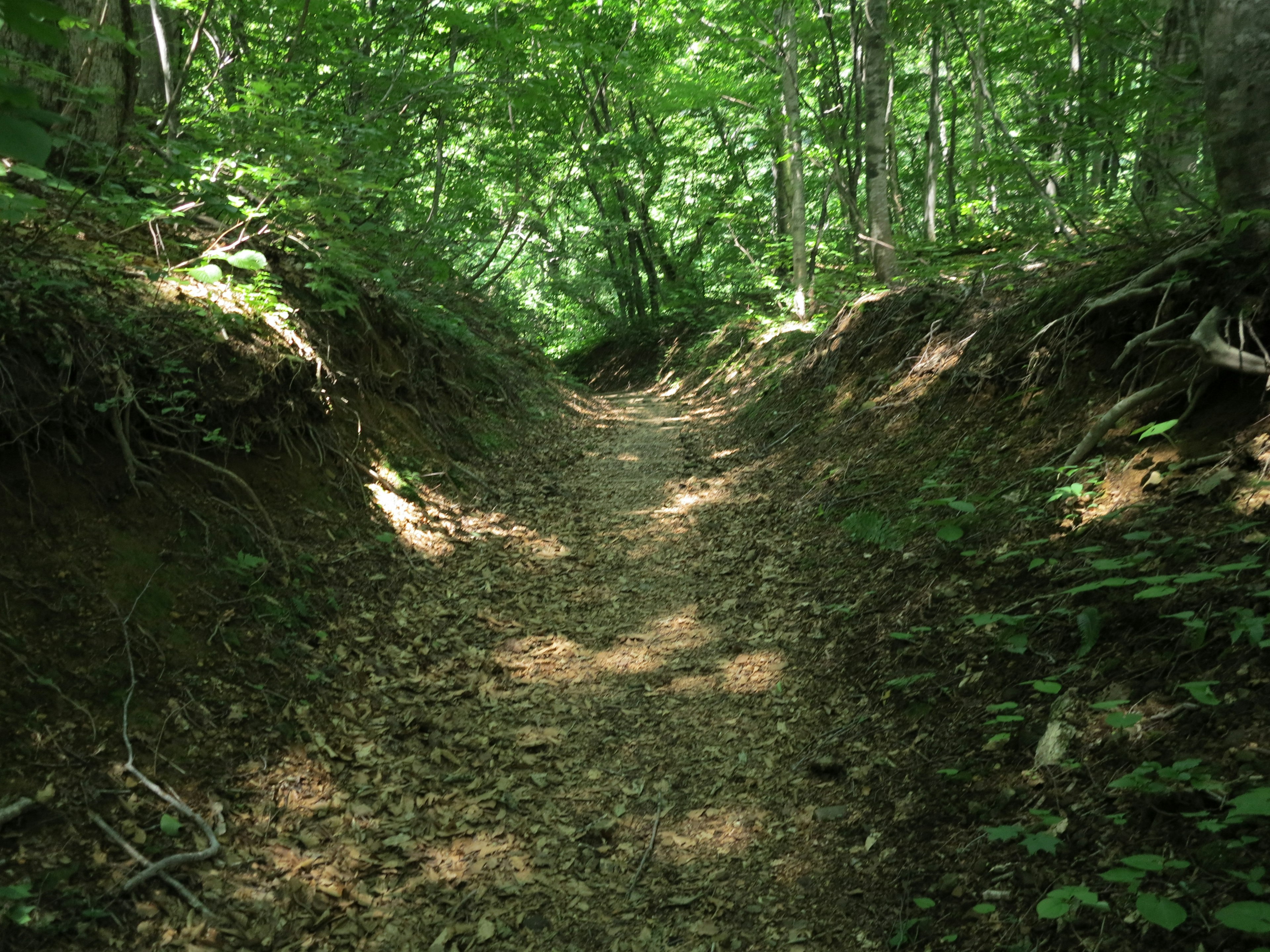 緑に覆われた森林の小道が続く風景