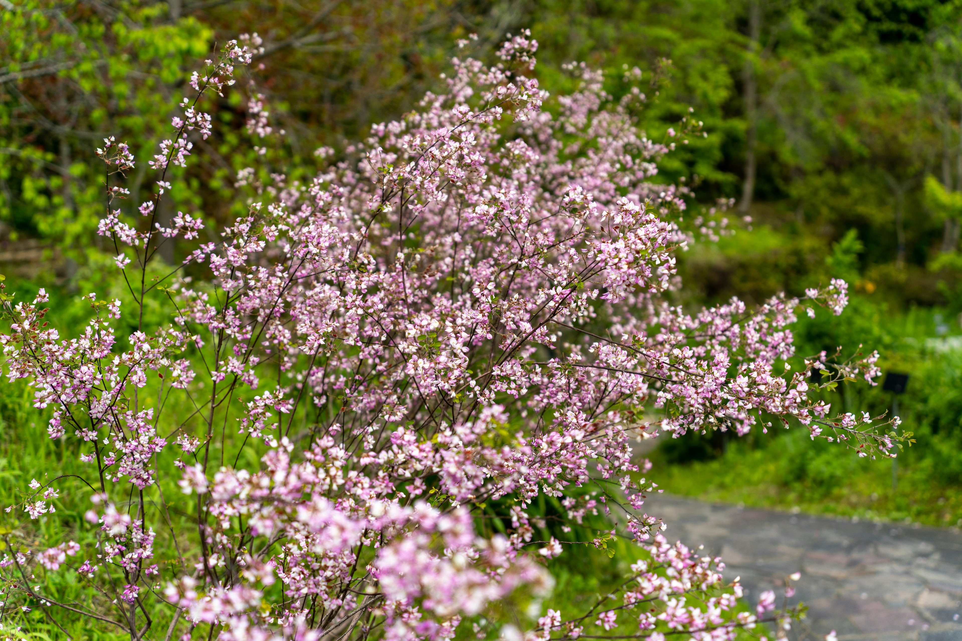 特写的开花灌木，带有淡粉色花朵，背景为绿色