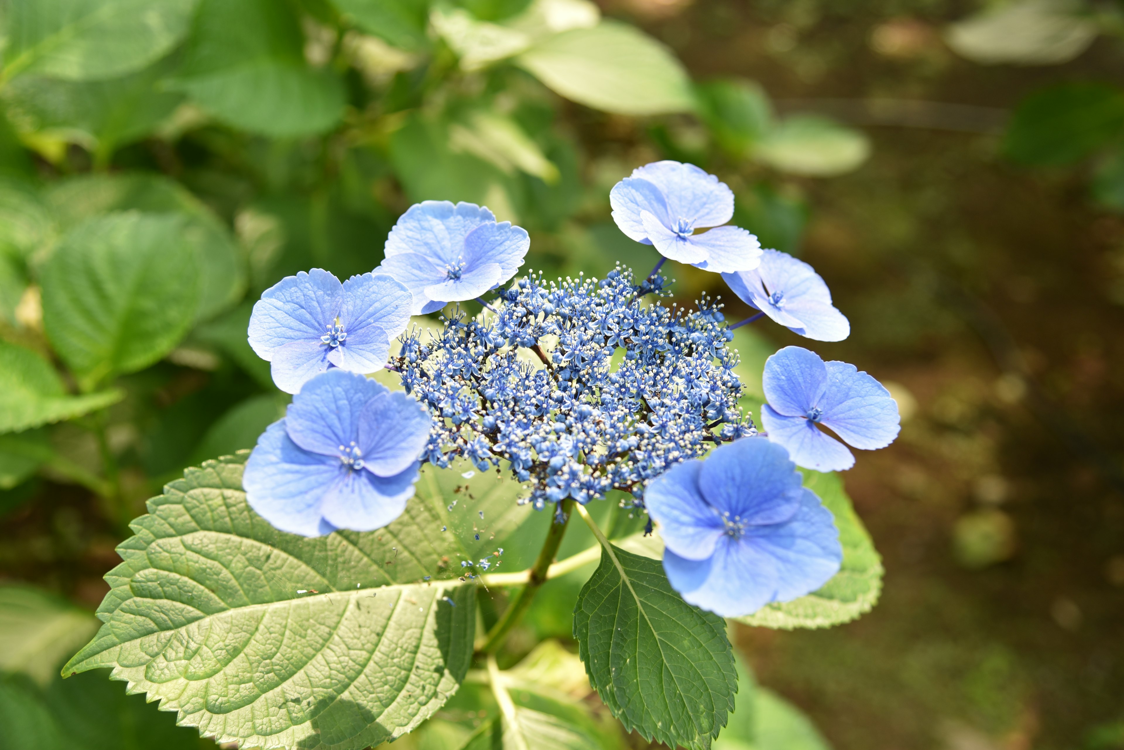 青い花と緑の葉が特徴のハイドランジアの花