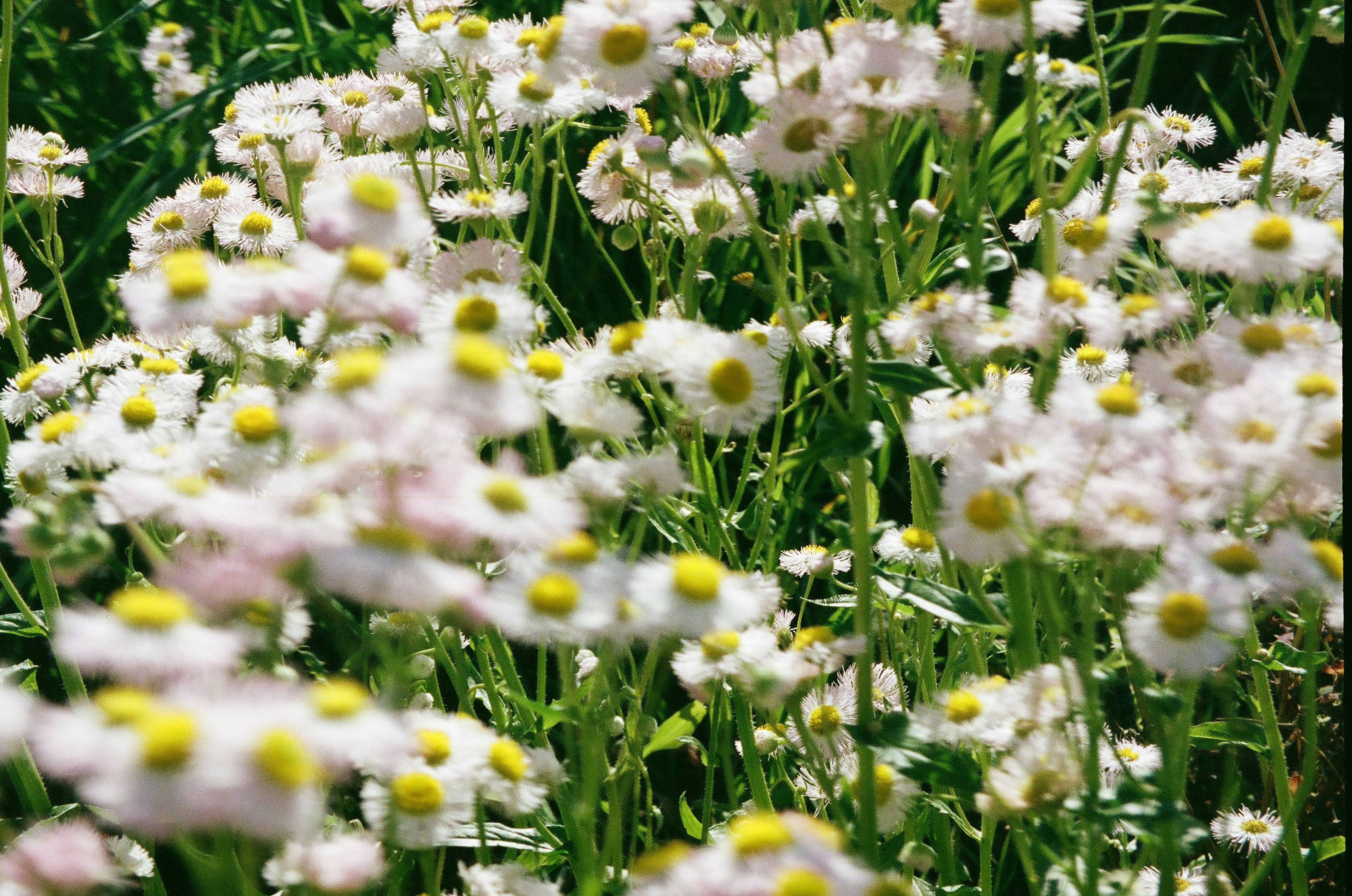 Field of small white flowers with yellow centers blooming