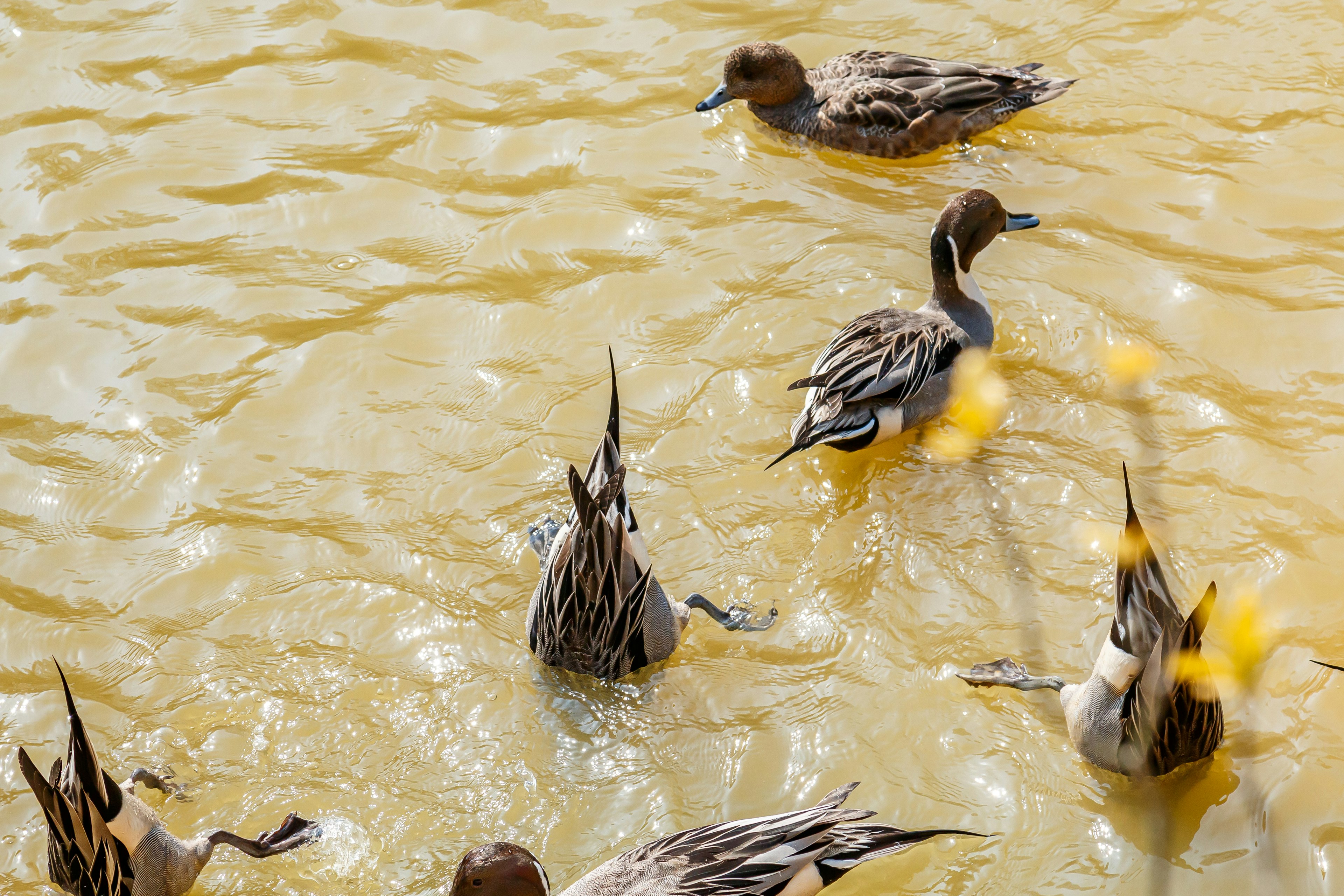 Eine Gruppe von Enten, die auf einer bräunlichen Wasseroberfläche schwimmen, mit auffälligen Federmustern