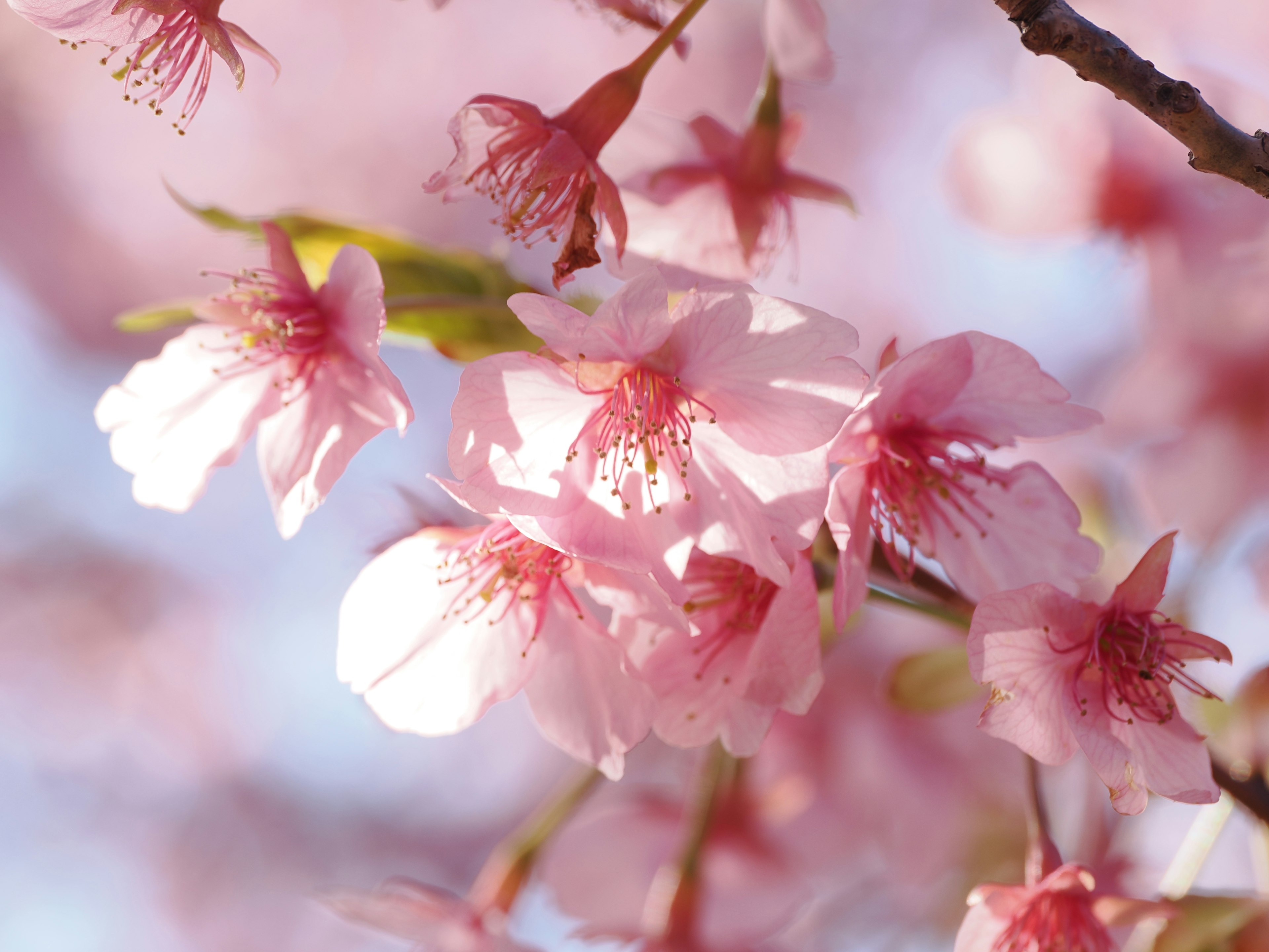 Acercamiento de hermosas flores de cerezo