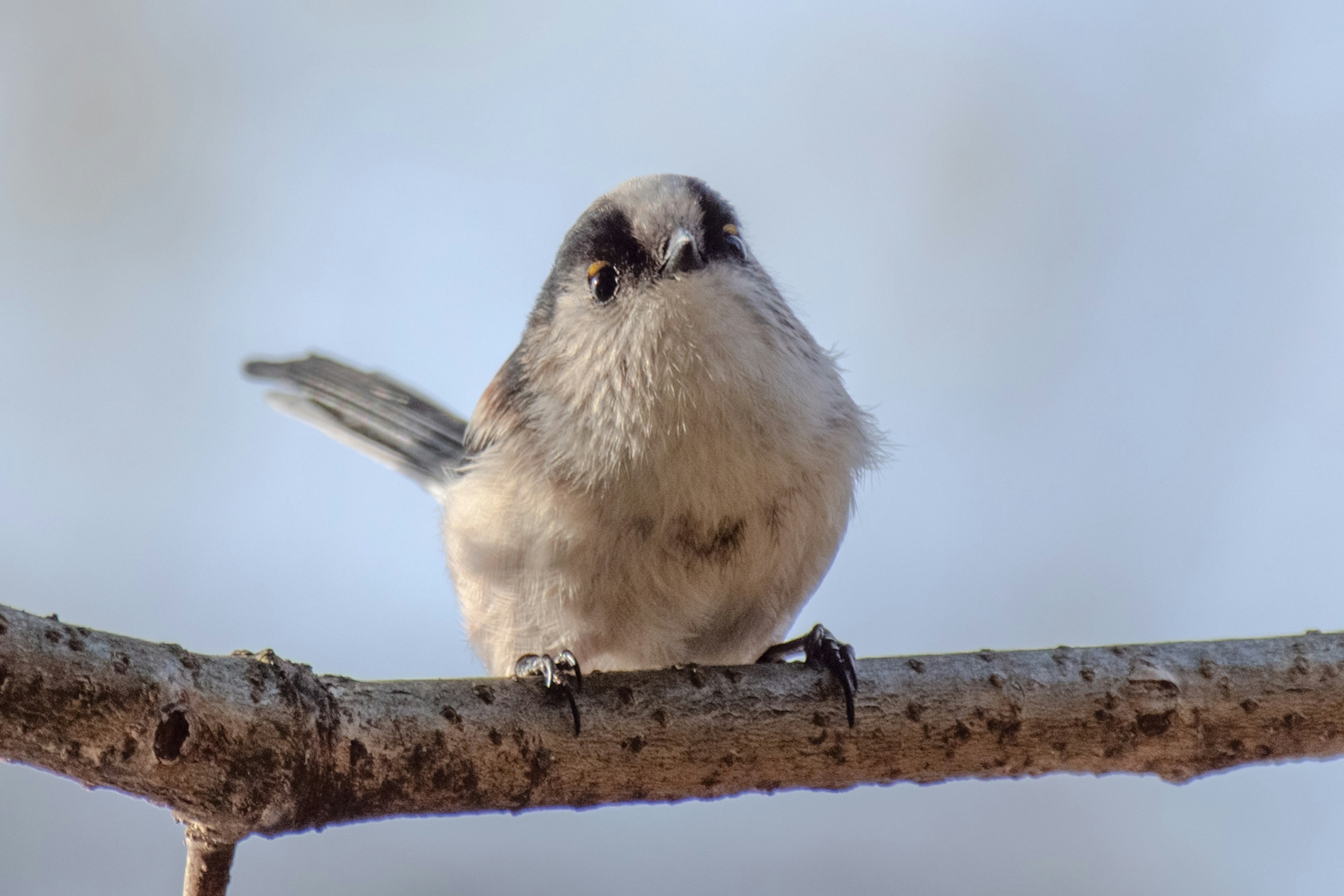 Un pequeño pájaro posado en una rama