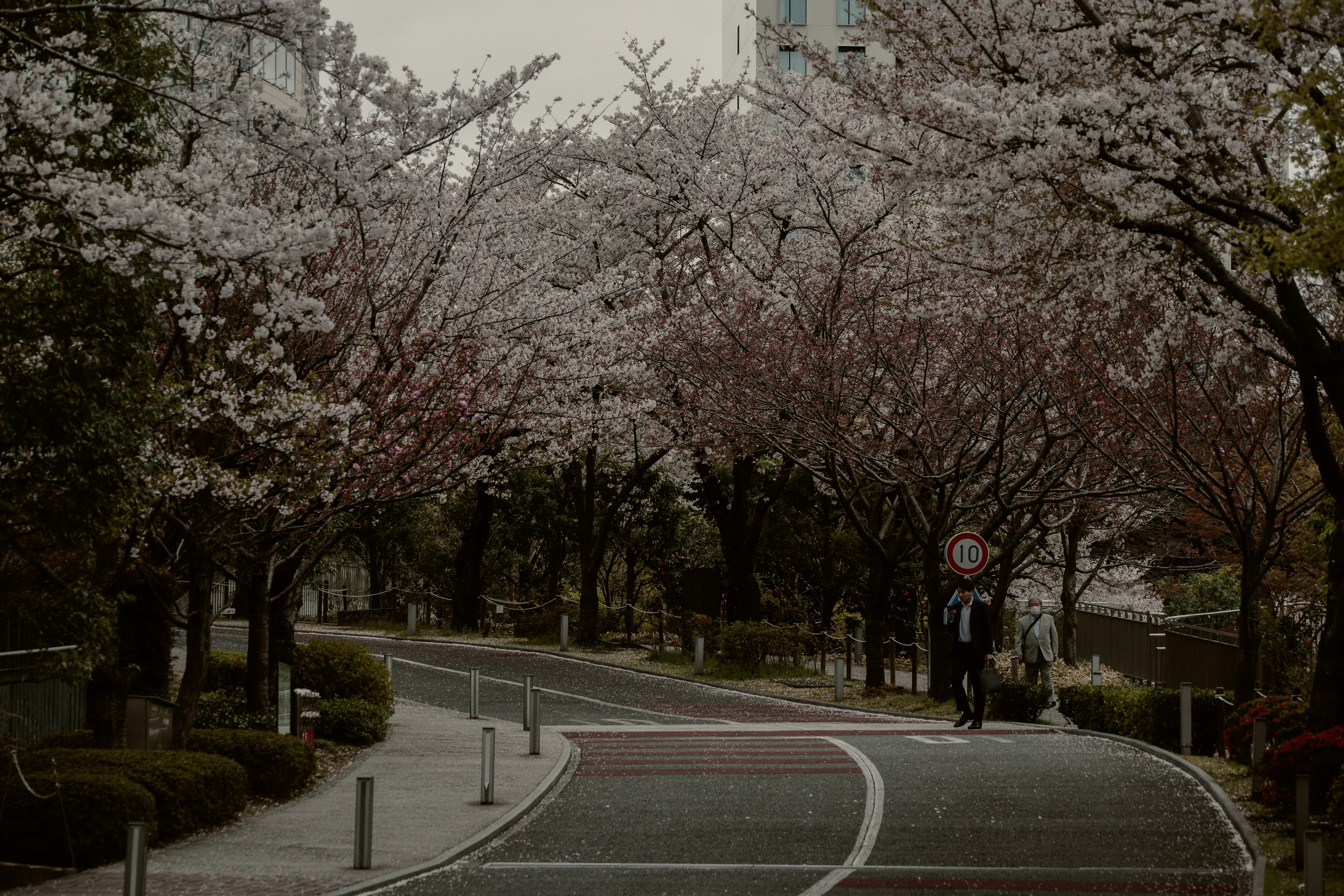 People walking along a path lined with cherry blossom trees