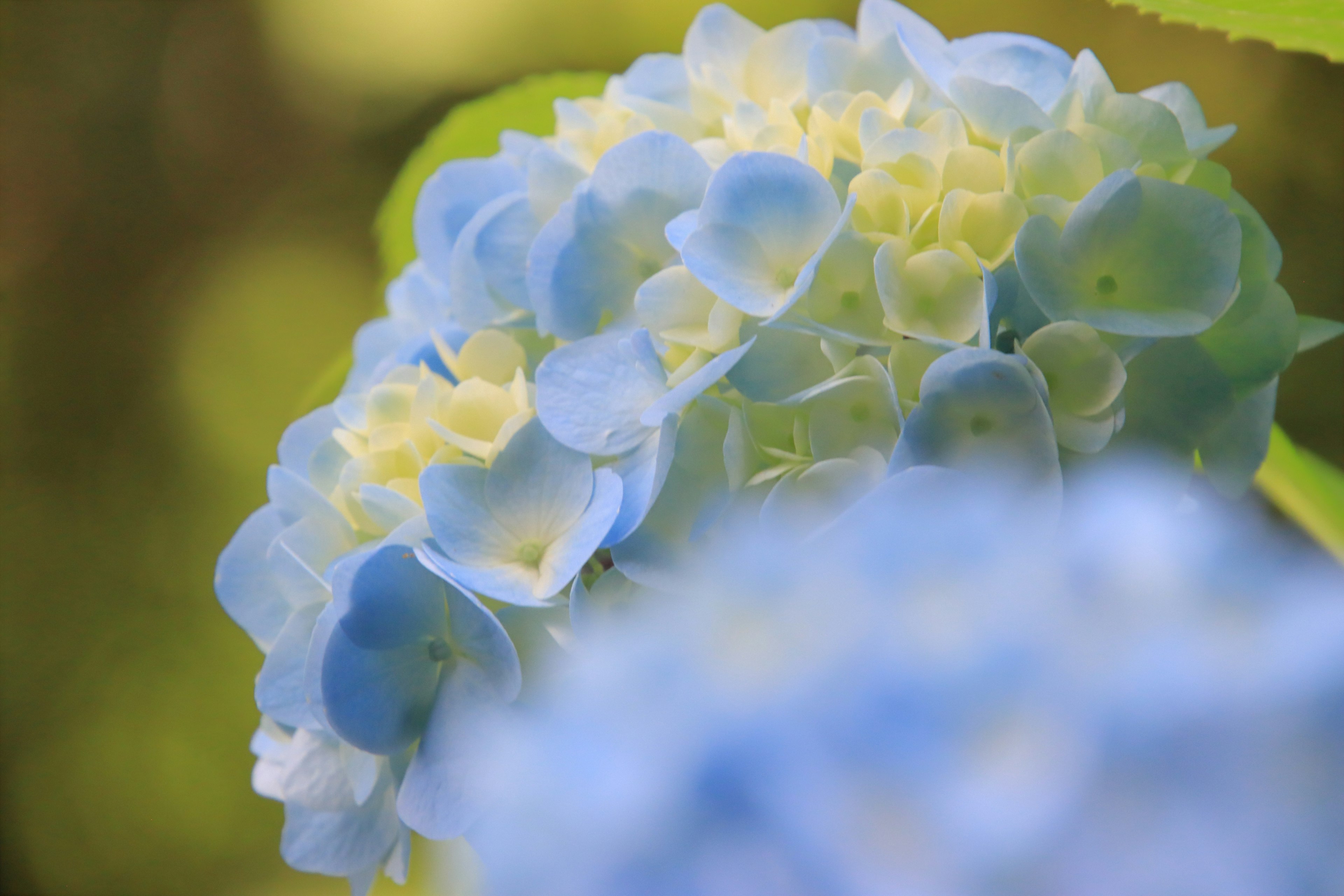 Flores de hortensia azules y amarillas borrosas en el fondo