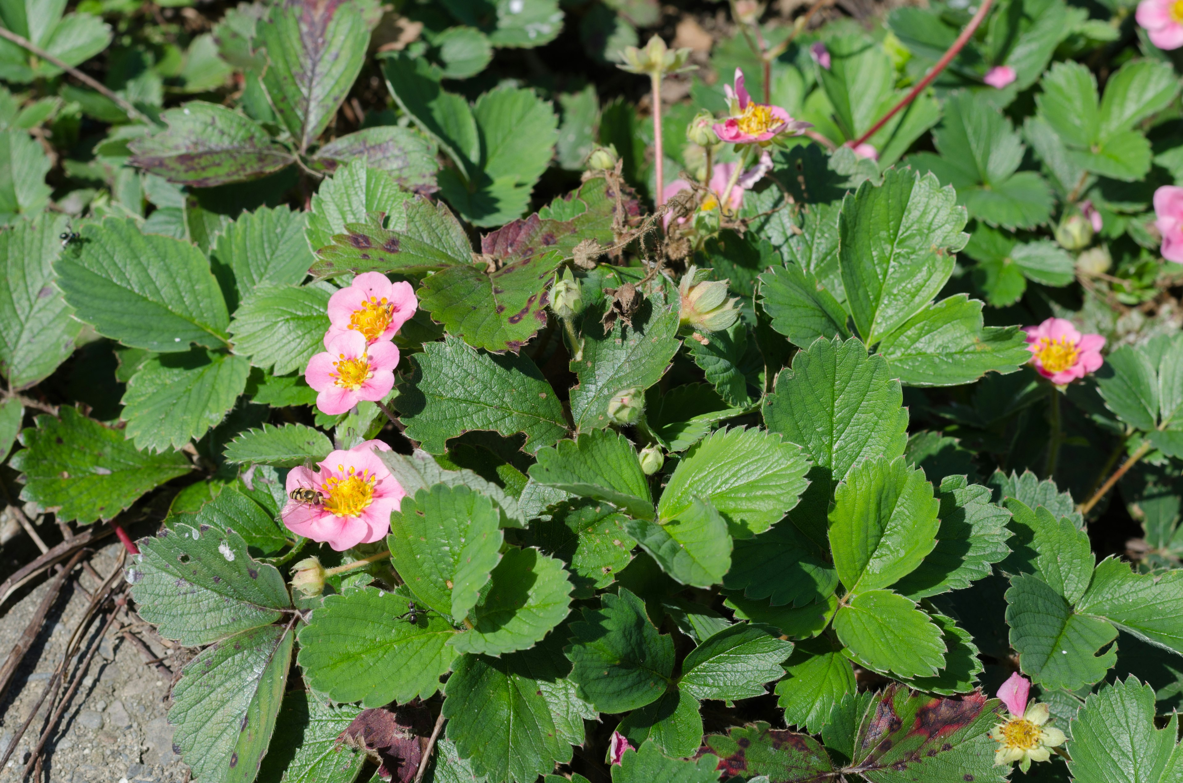 Primo piano di una pianta di fragola con fiori rosa e foglie verdi