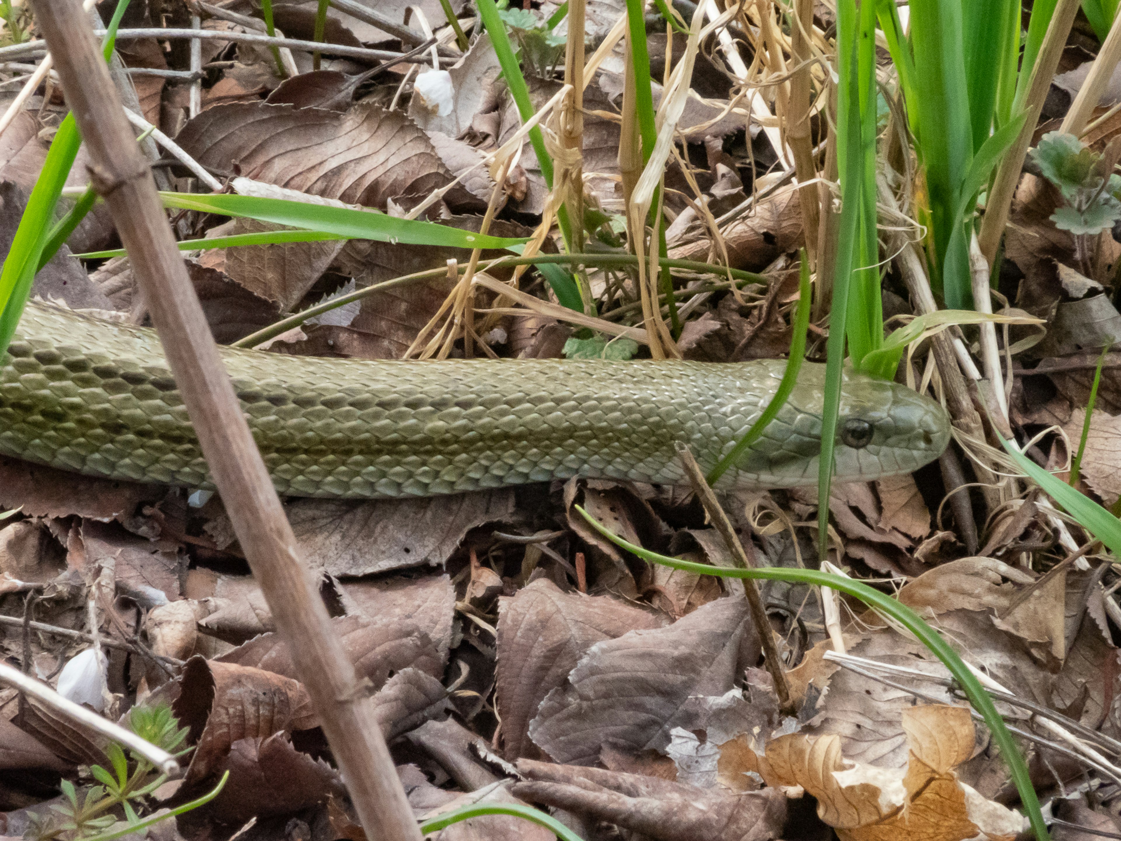 Serpent vert se fondant dans l'herbe et les feuilles