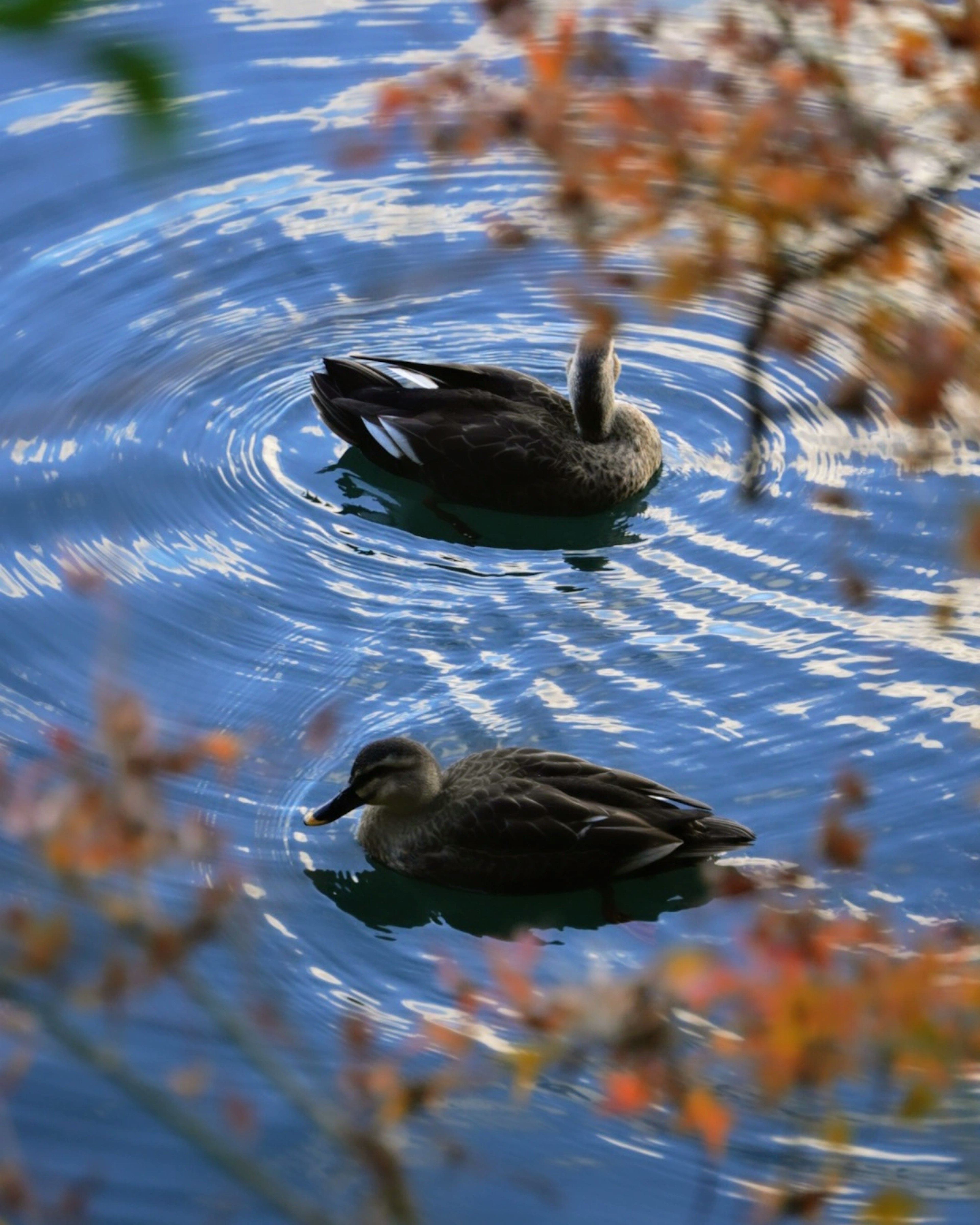 Two ducks floating on the water with autumn leaves in the background