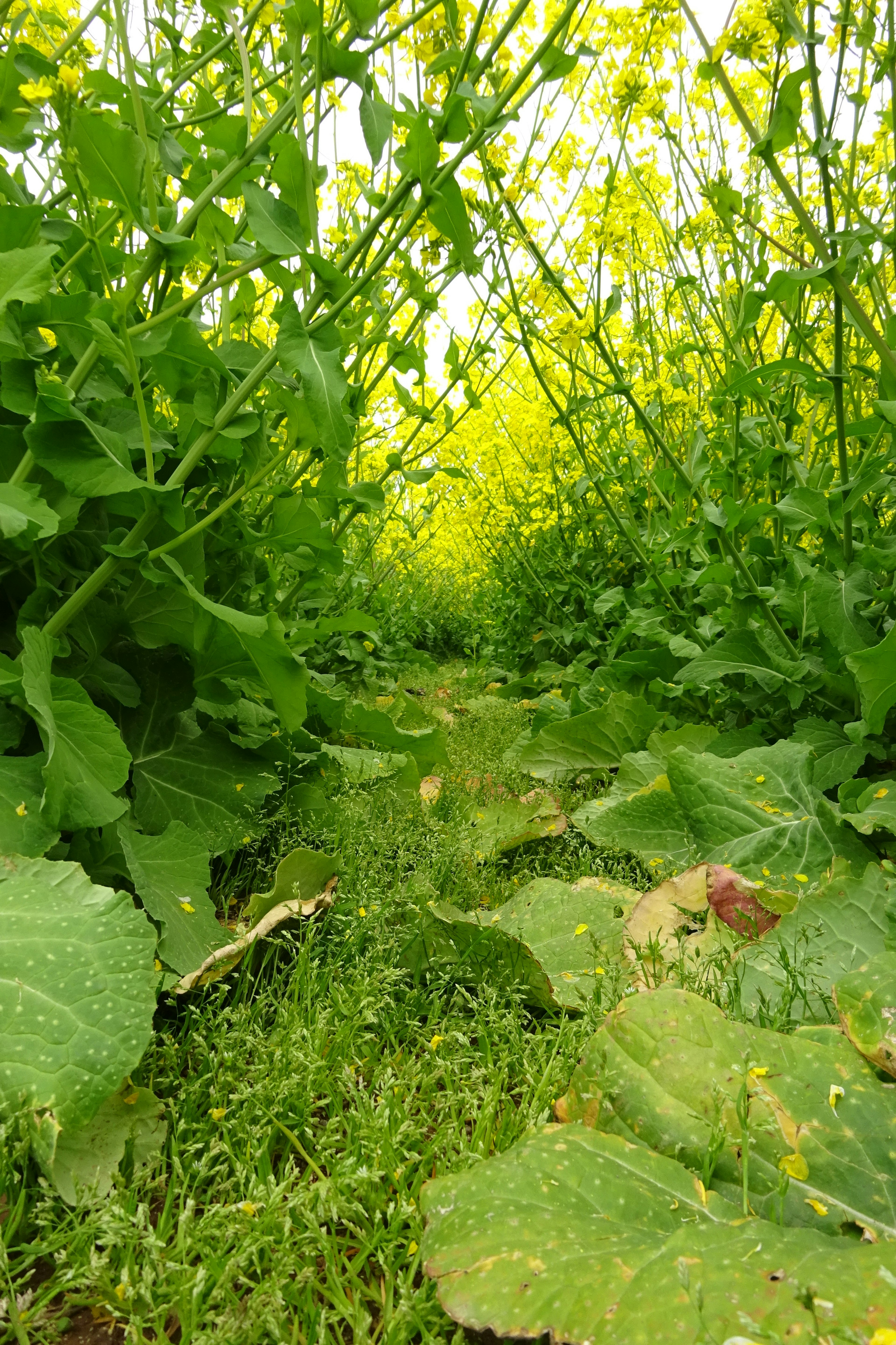 Chemin entouré de plantes vertes vibrantes et de fleurs jaunes