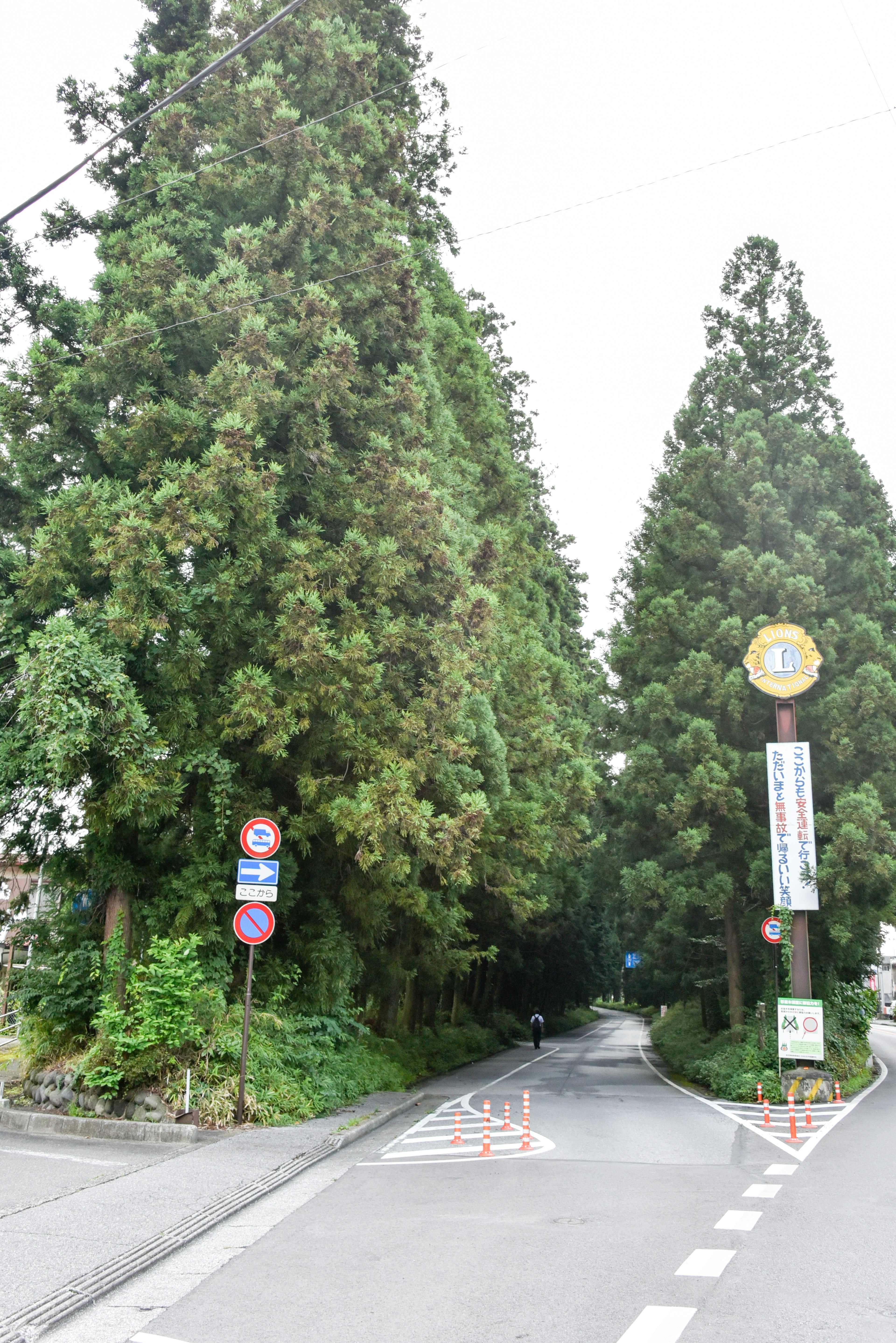 Eingang zu einer von Bäumen gesäumten Straße mit sichtbaren Schildern und Verkehrsschildern