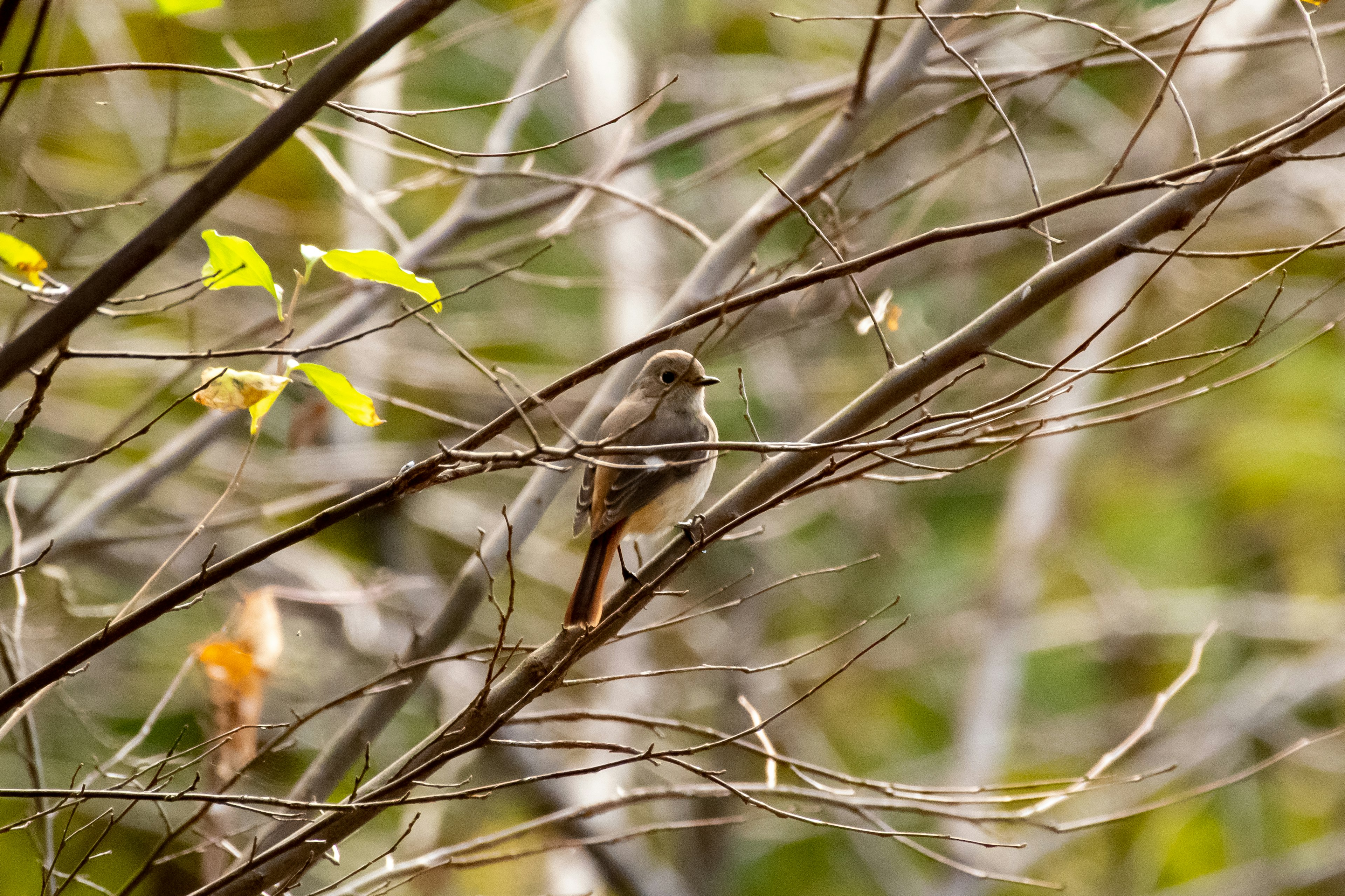 Un petit oiseau perché sur une branche entouré de feuillage flou