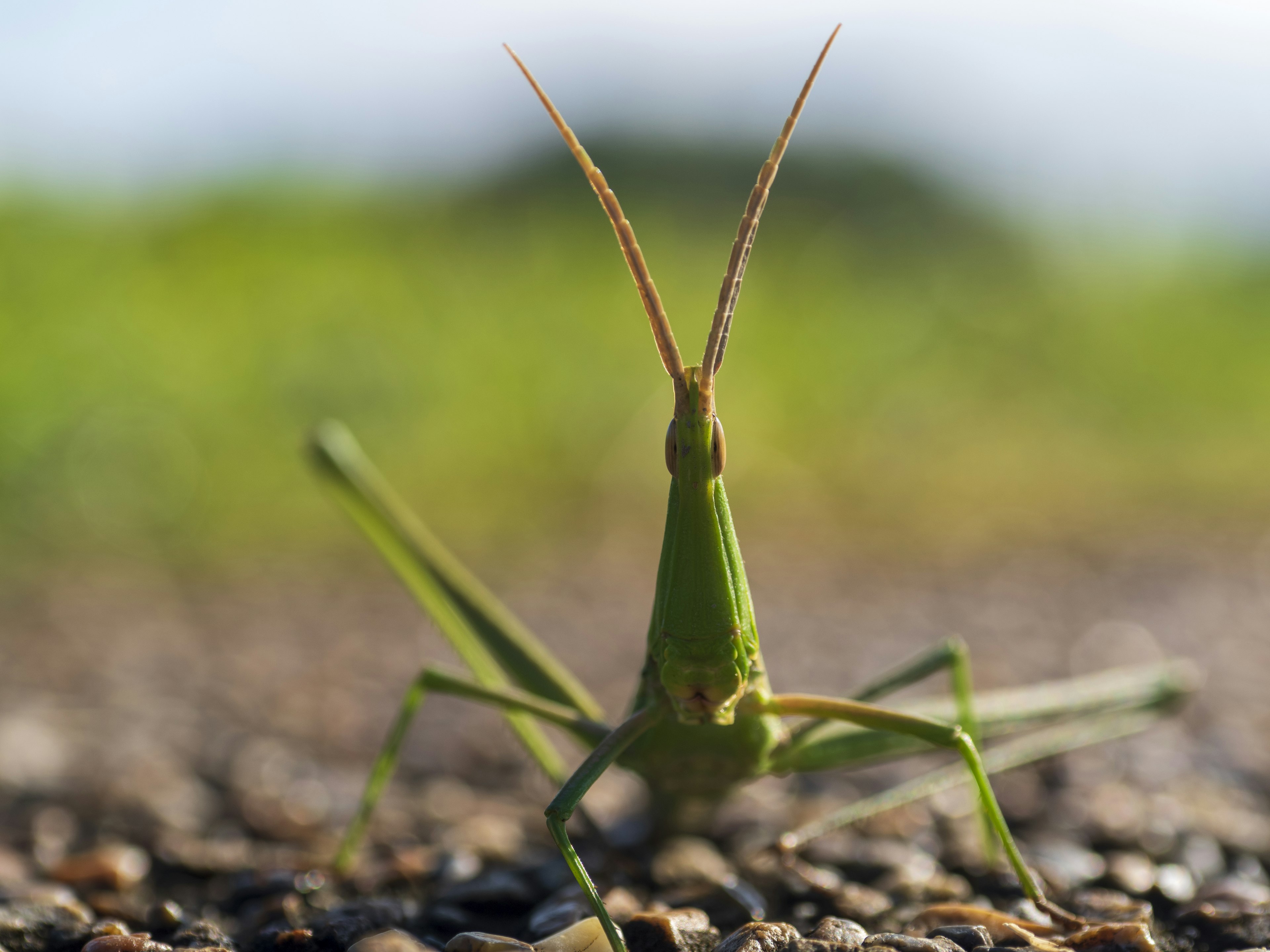 Close-up shot of a green grasshopper sitting on the ground