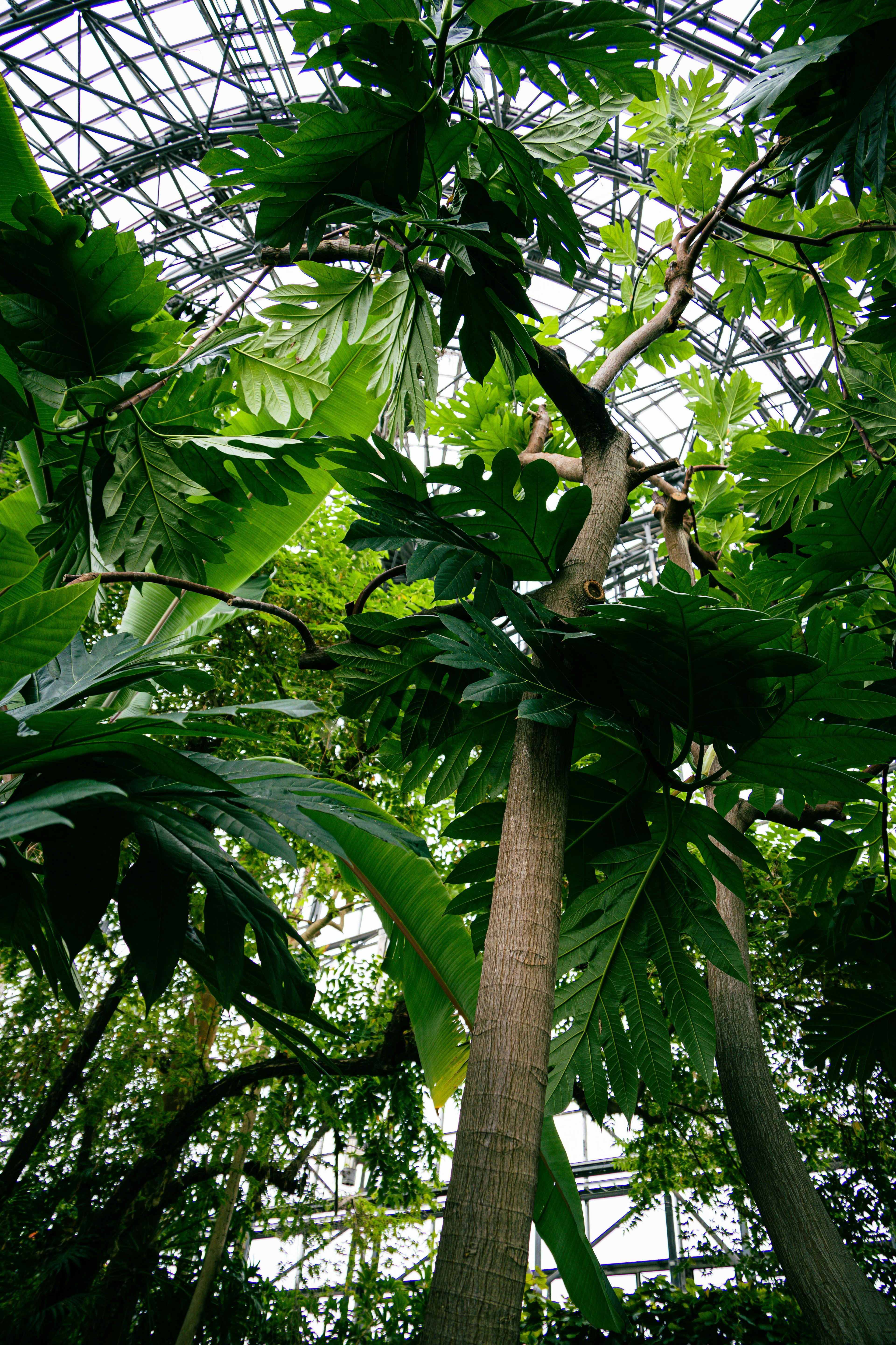 Vista interior de un invernadero con plantas verdes exuberantes y hojas grandes