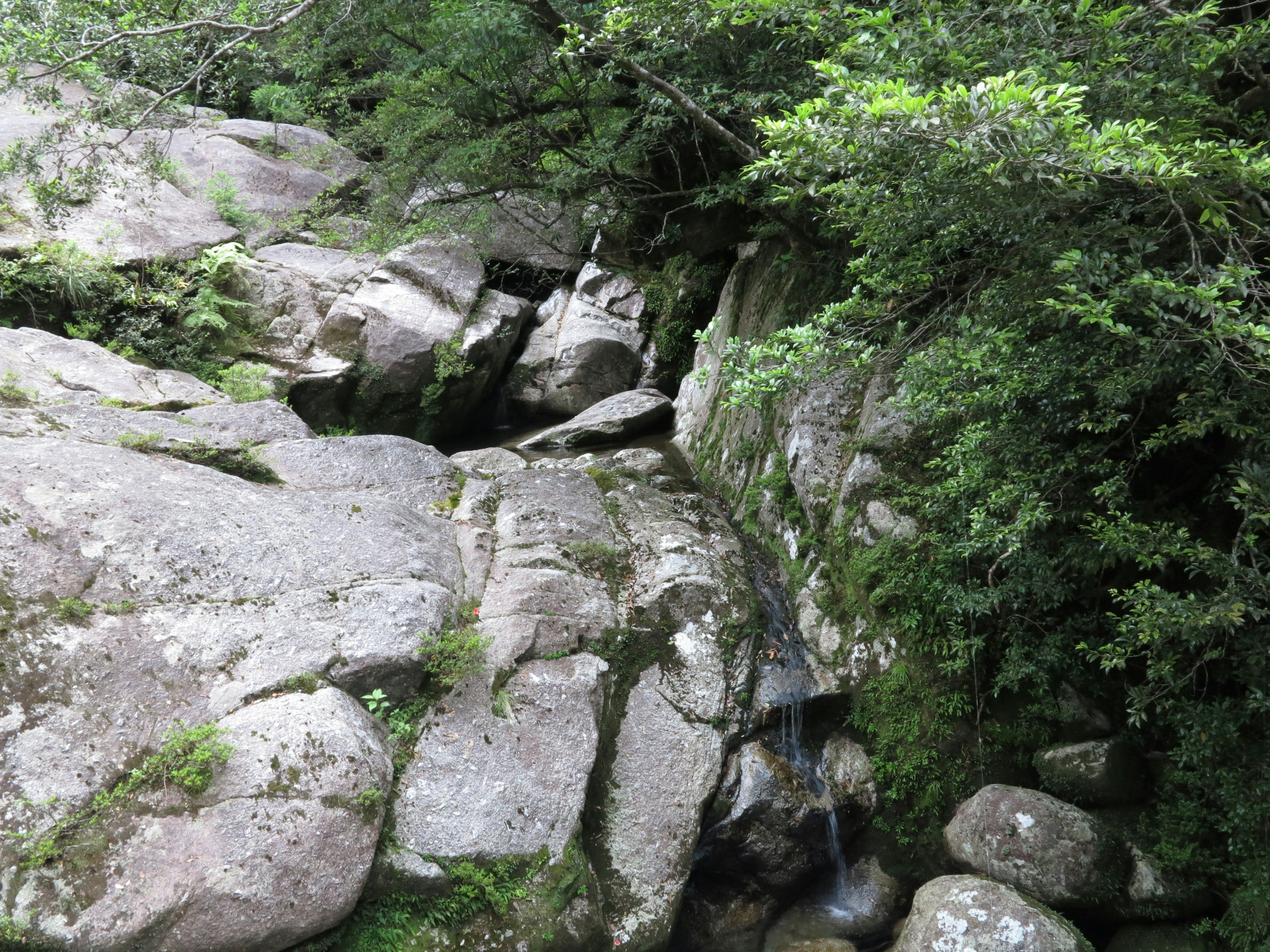 Natural landscape featuring a small waterfall flowing over rocks surrounded by greenery