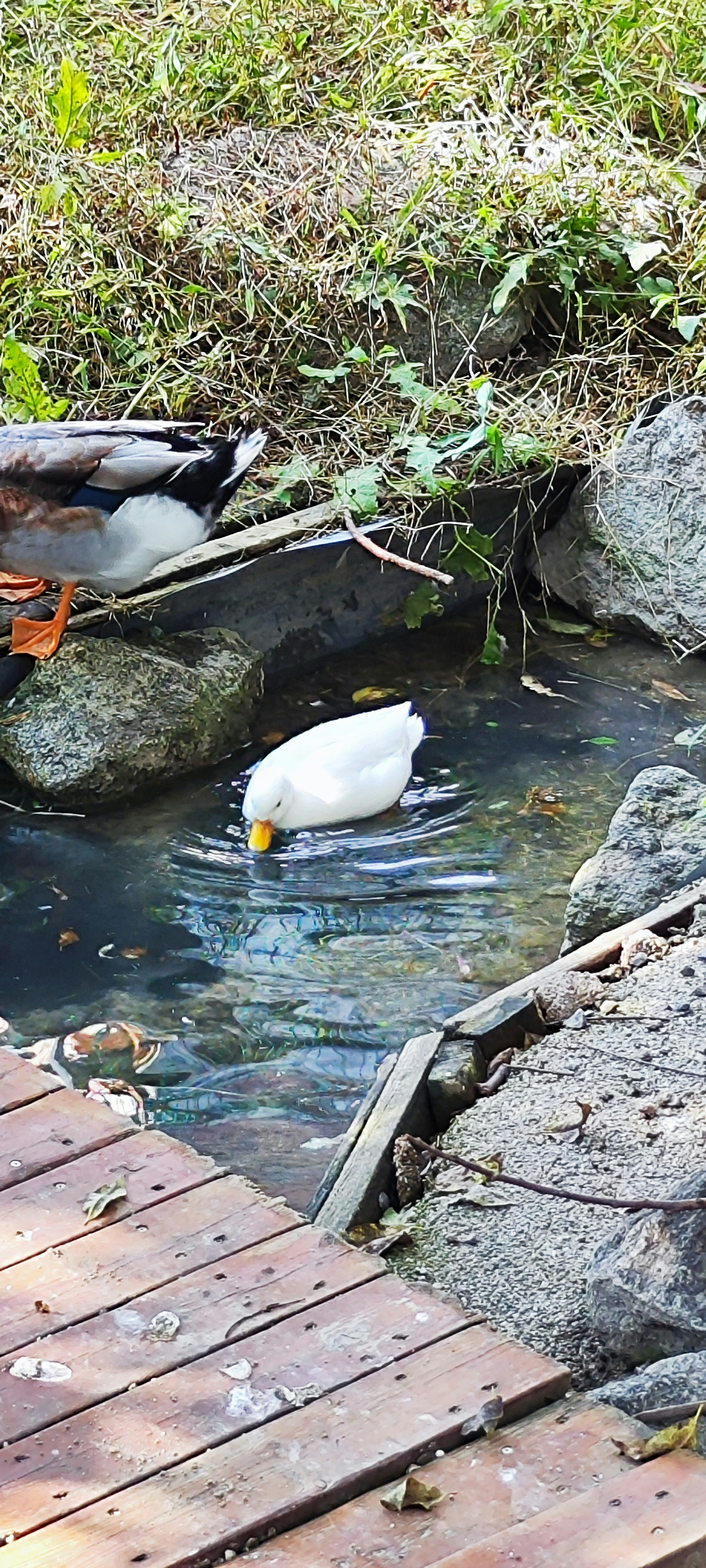 Eine weiße Ente, die in einem Teich nach Nahrung sucht, umgeben von Steinen und Grün