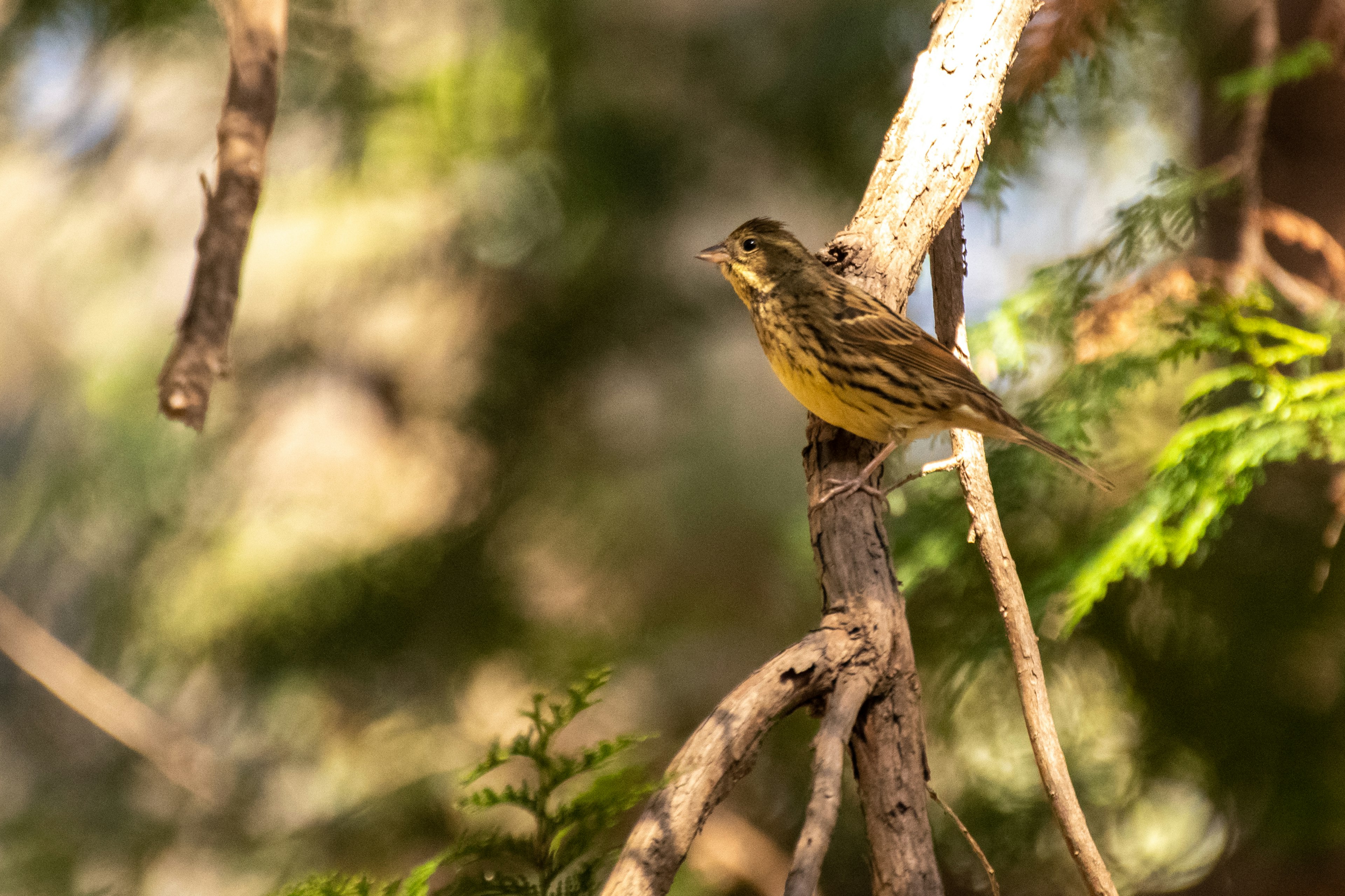 Burung kecil bertengger di dahan dengan perut kuning dan bulu bercak