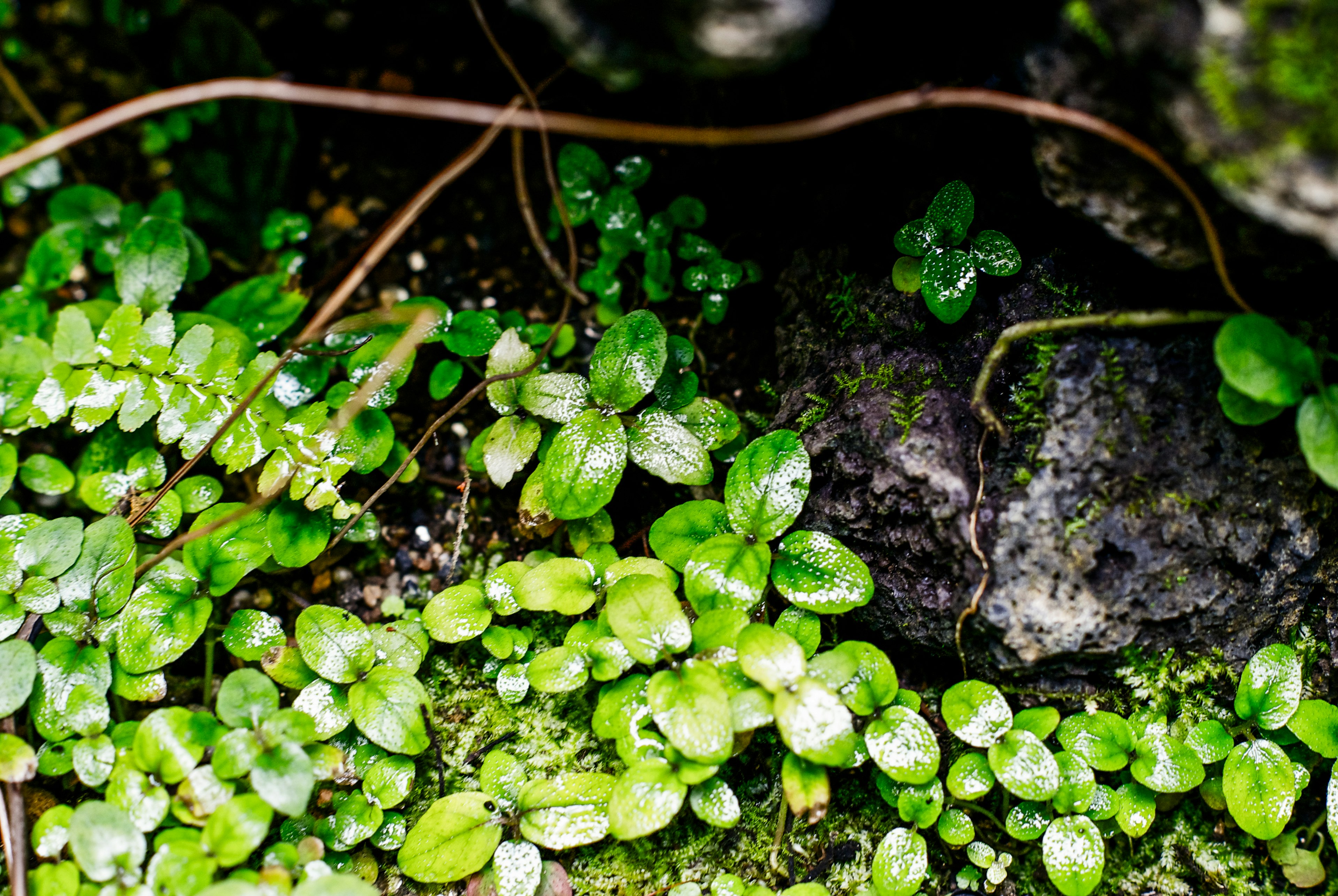 A lush arrangement of green leaves and stones in a natural setting