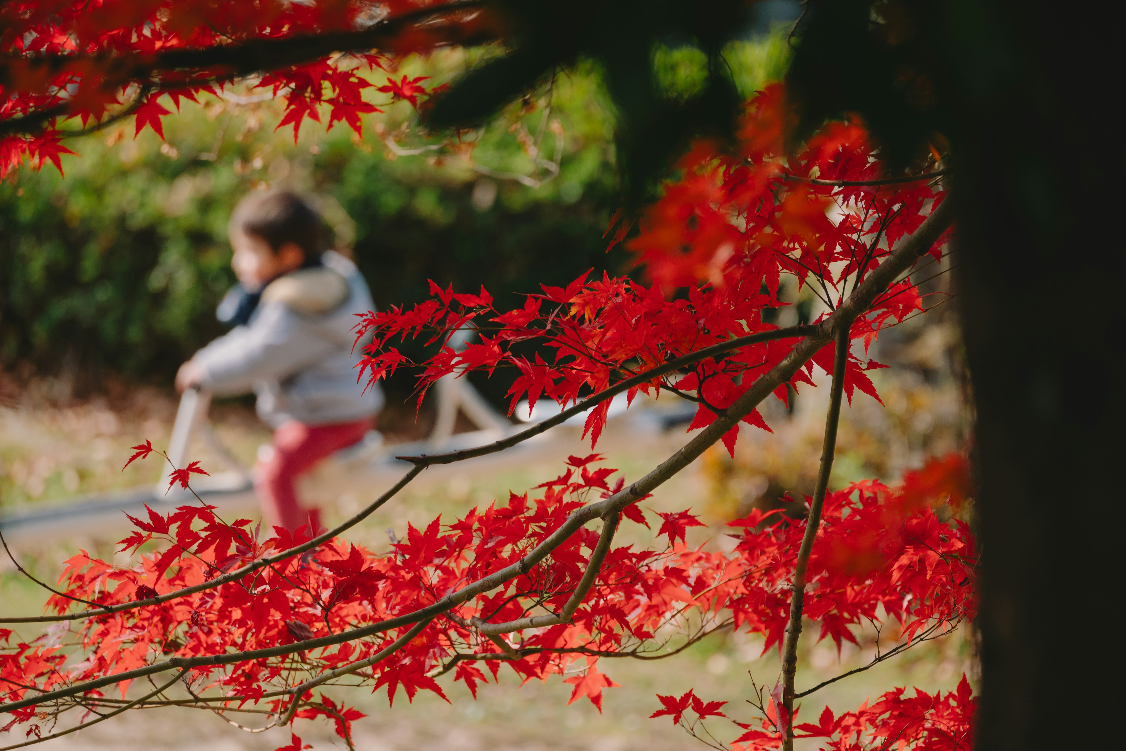 赤い葉の前を走る子供の姿がぼやけている秋の風景