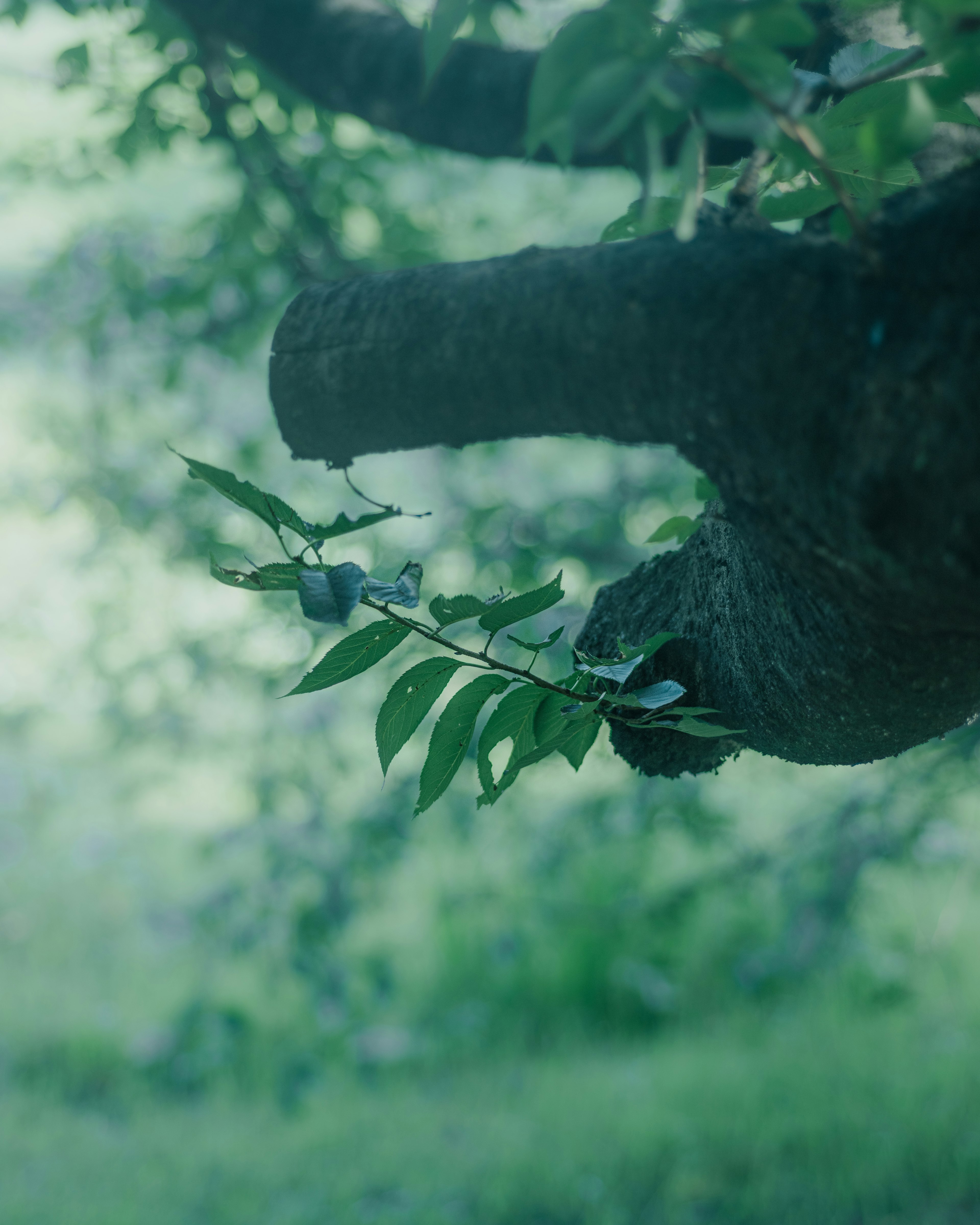 Rama con hojas verdes que se extiende desde un tronco de árbol azul