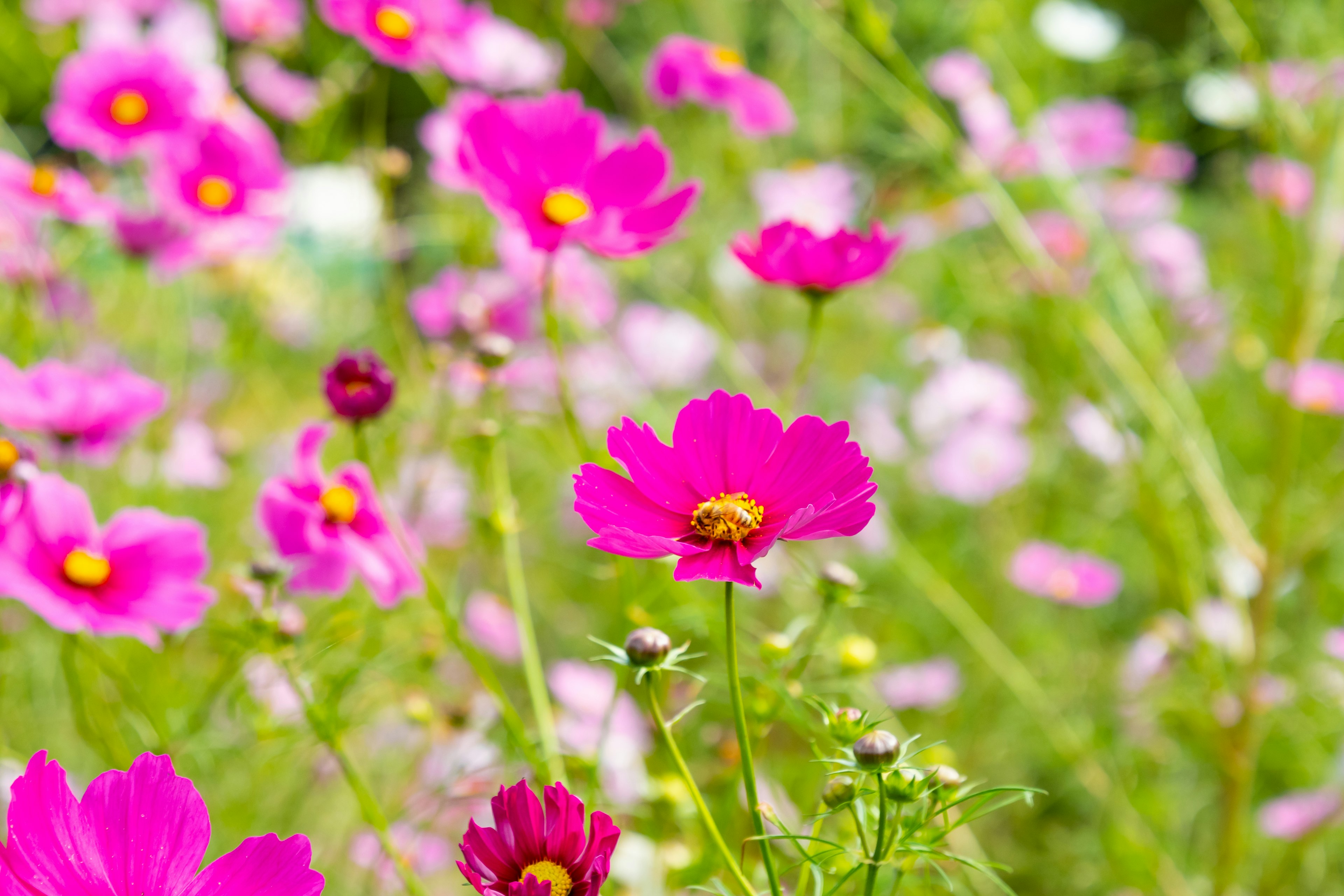 Ein lebendiges Feld von rosa Kosmeenblumen umgeben von grünem Laub