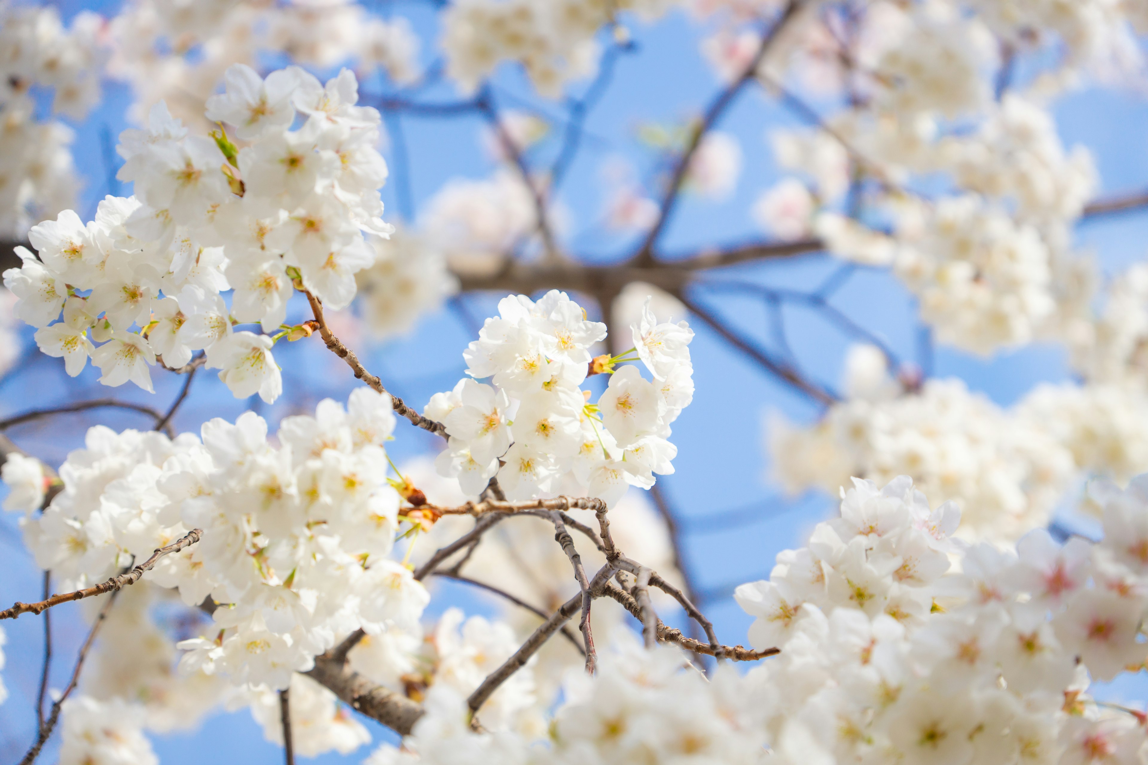 Nahaufnahme von weißen Blumen, die unter einem blauen Himmel blühen