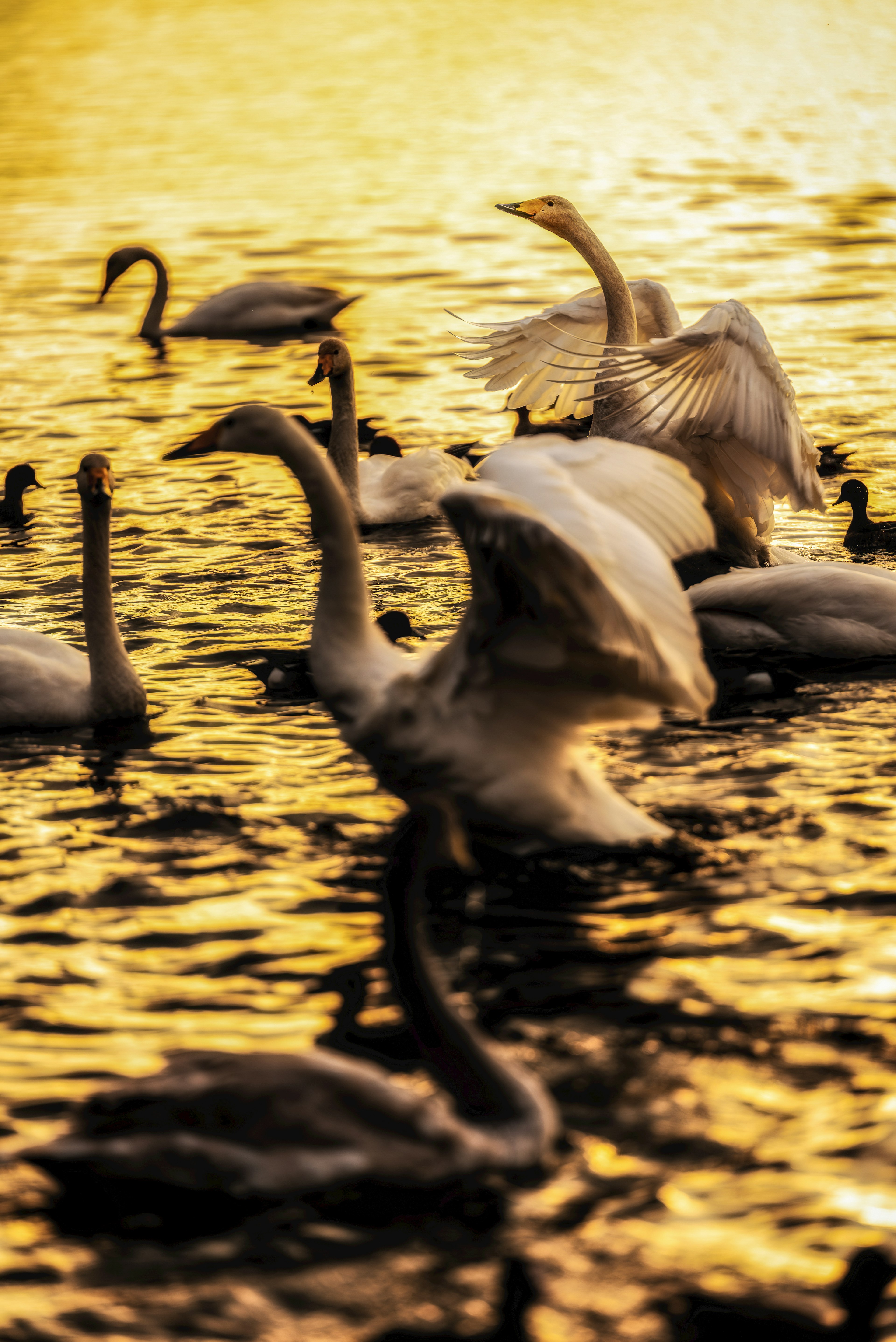 Eine Gruppe von Schwänen auf dem Wasser mit goldenem Sonnenuntergangsreflex