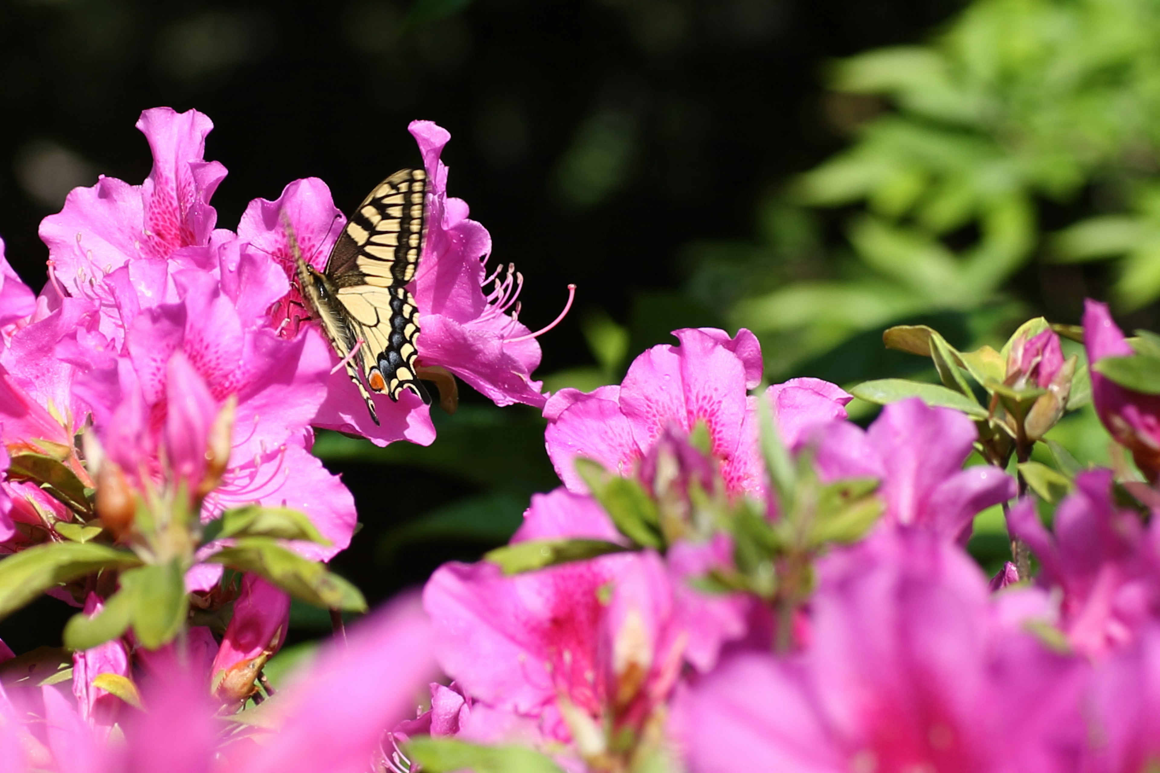 Un papillon se posant sur de vibrantes fleurs roses dans un jardin luxuriant