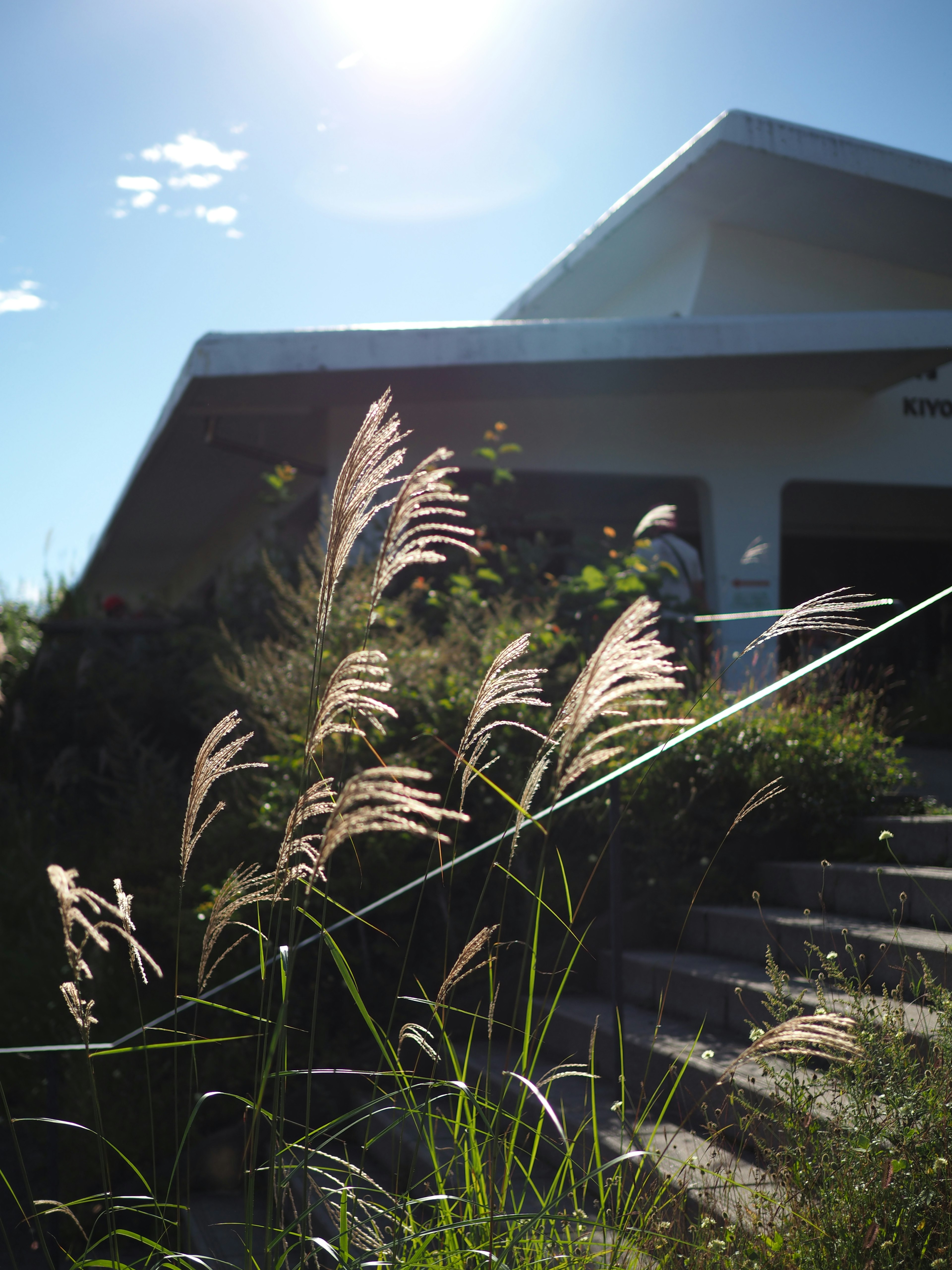 Pampas grass in front of a house under bright sunlight