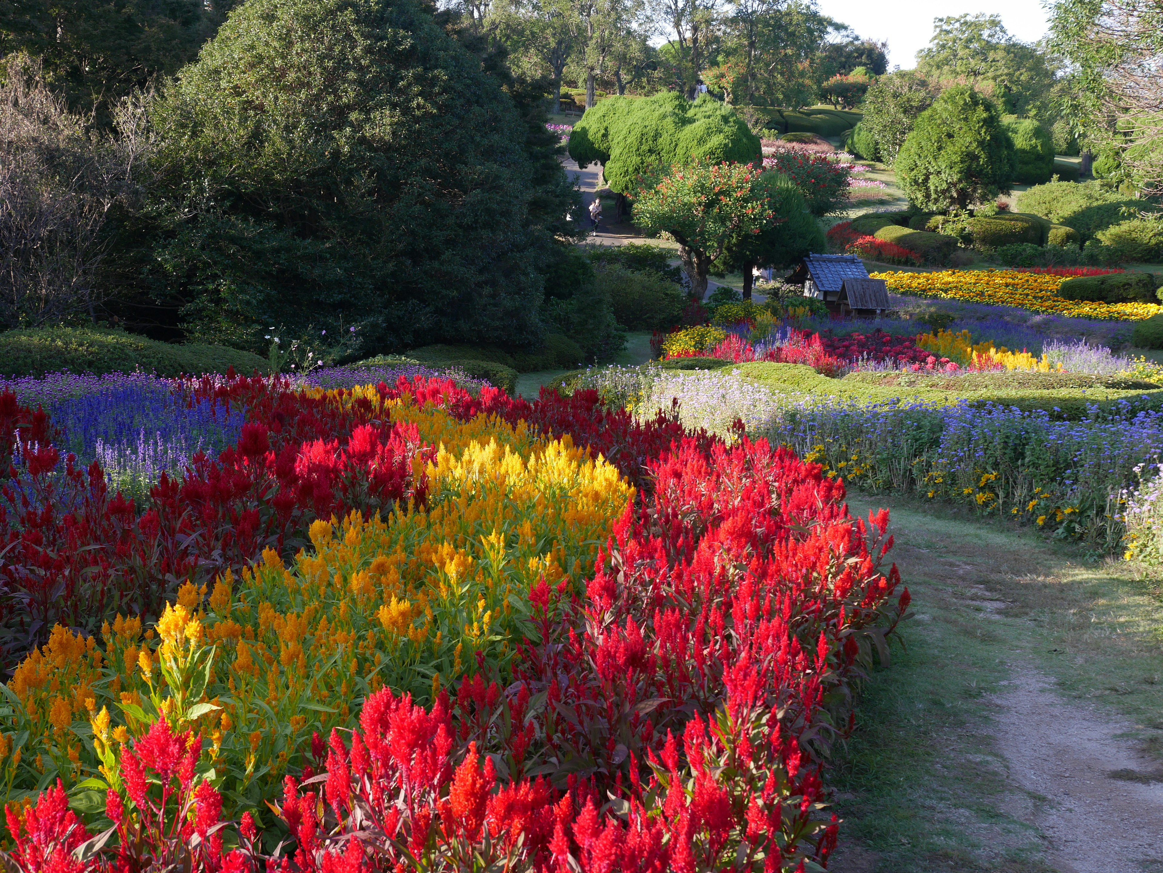 Eine lebendige Landschaft voller bunter blühender Blumen