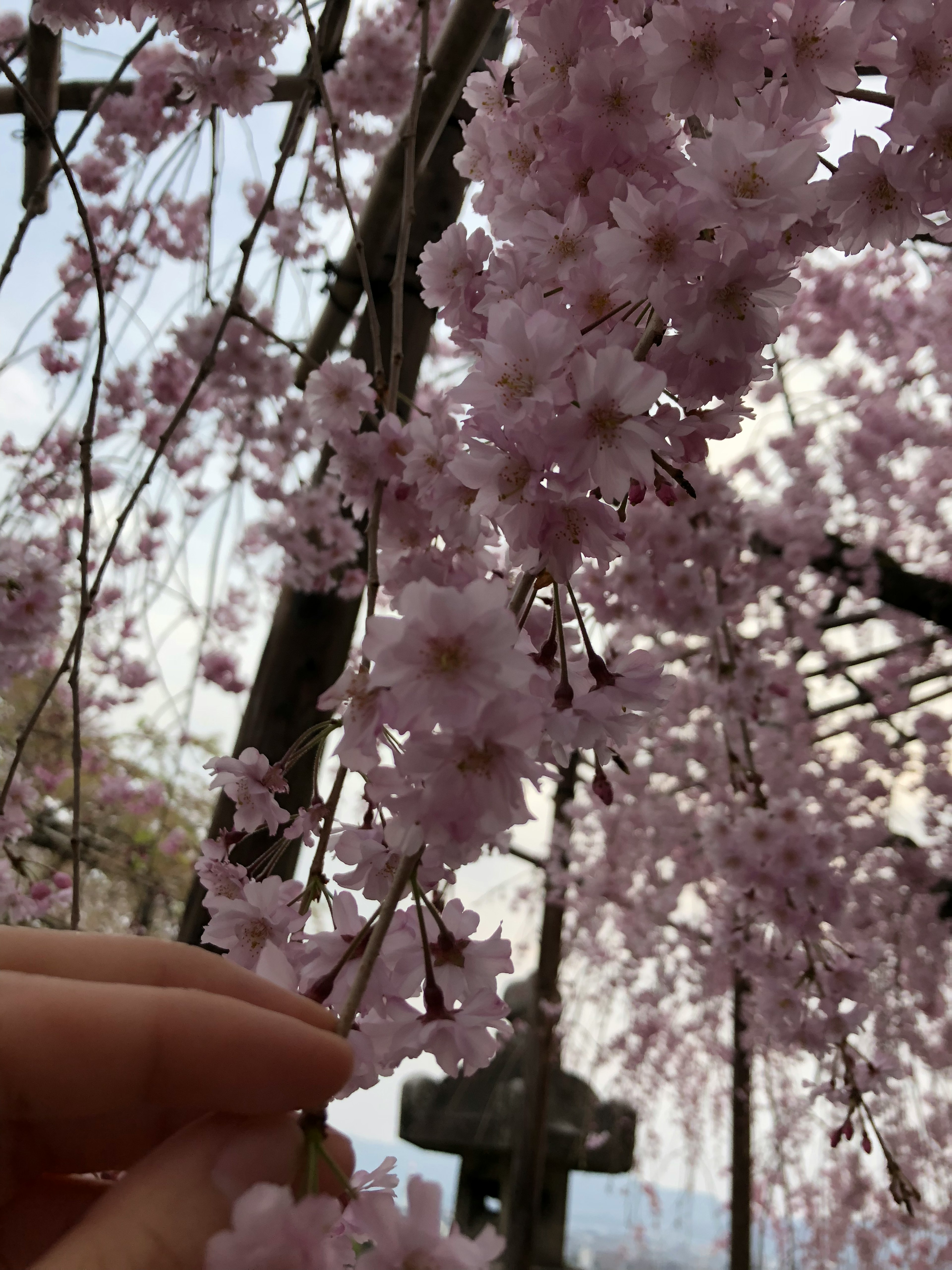 桜の花が咲いている様子と手が花をつまんでいる