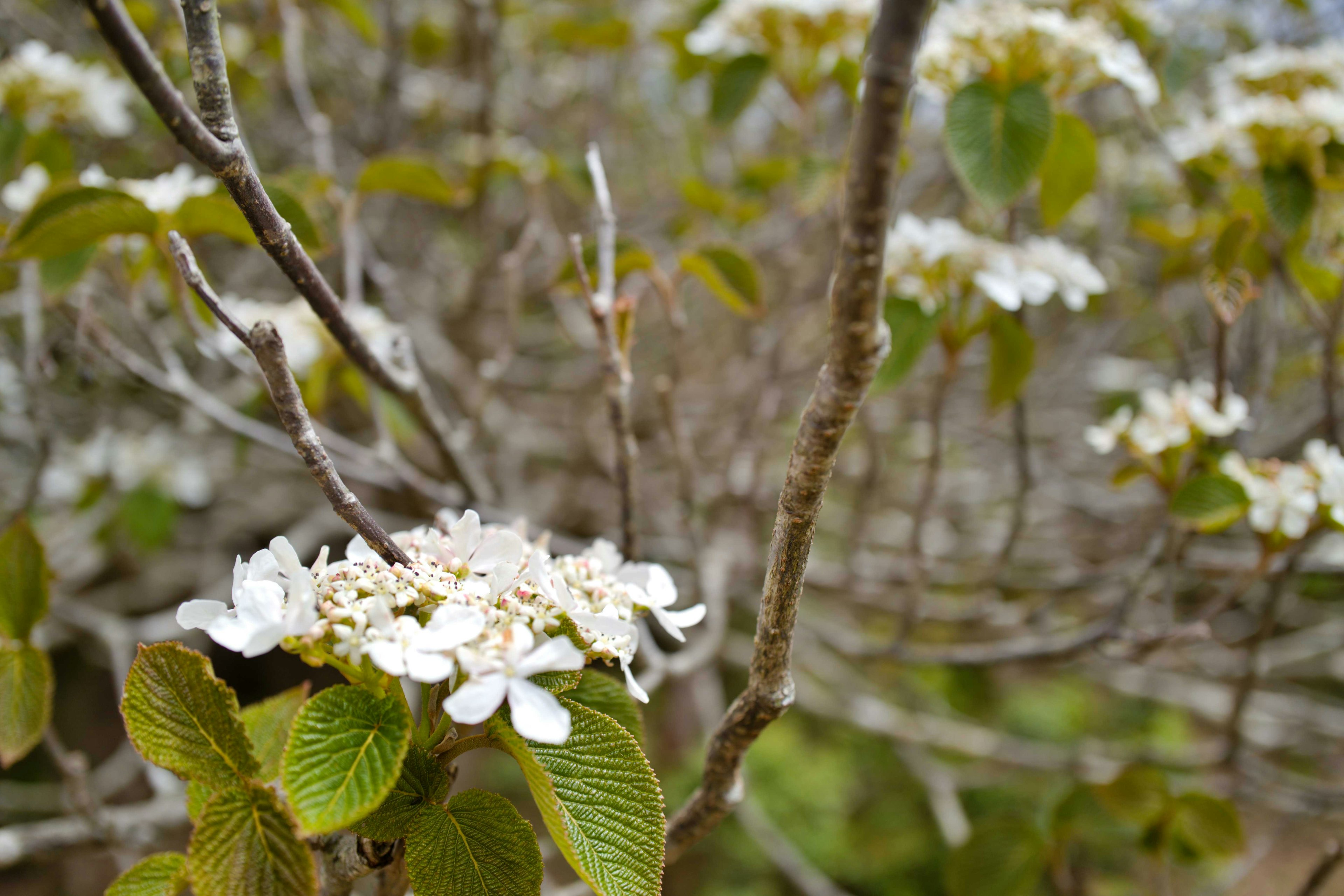 Gros plan de fleurs blanches sur des branches avec des feuilles vertes