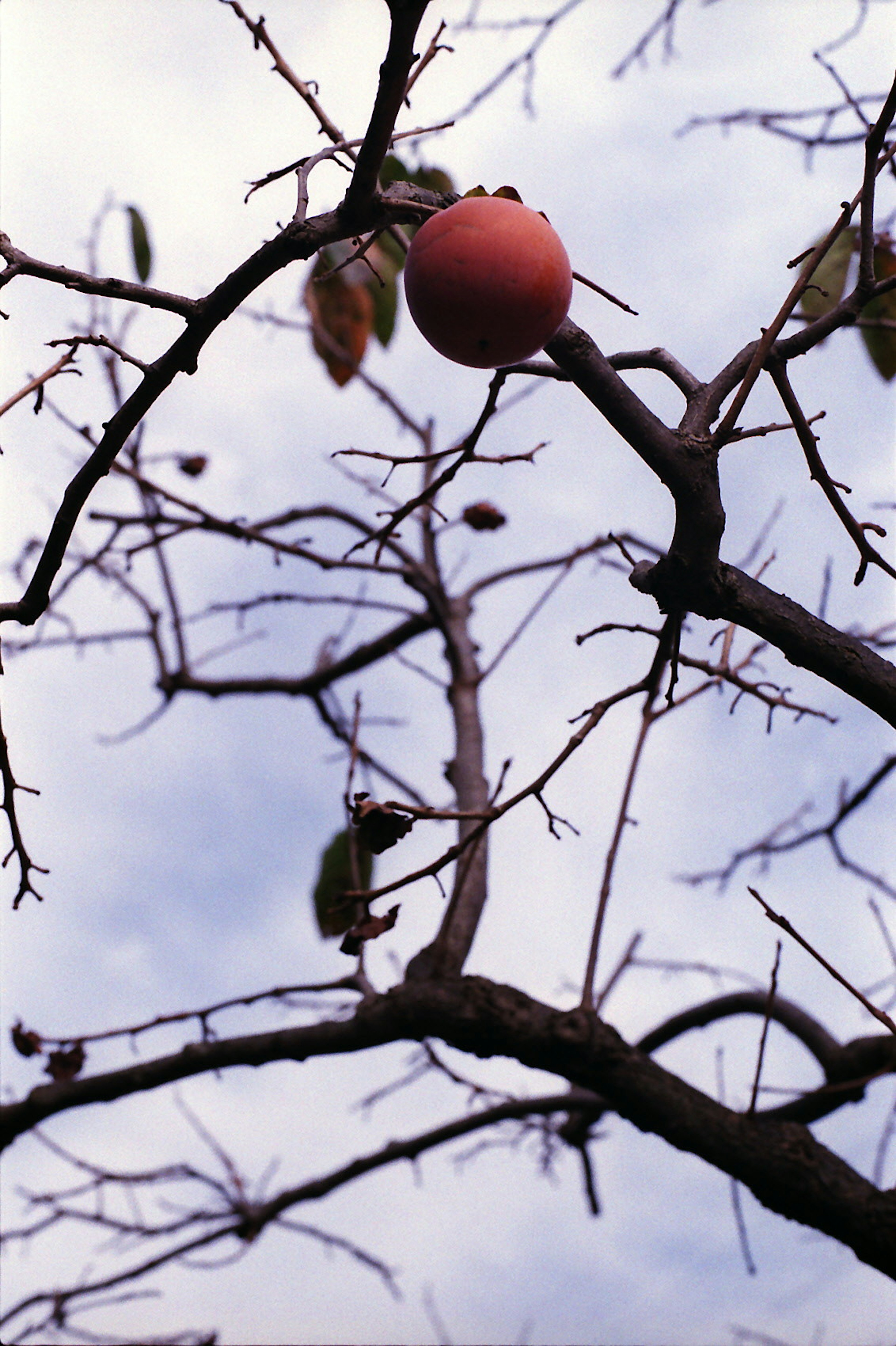 A photo of a pink fruit hanging on a tree branch with bare branches and leaves