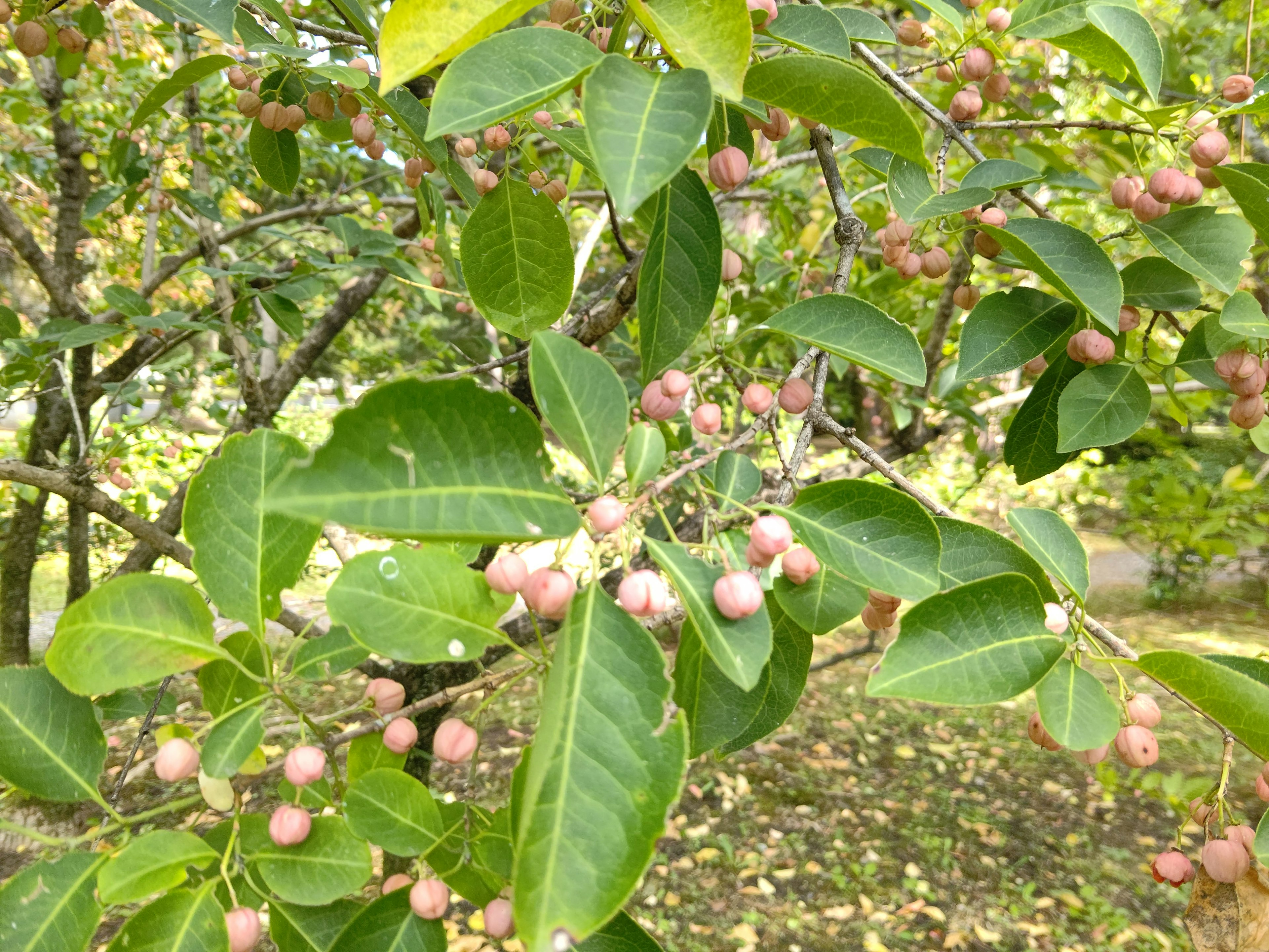 Branch with small fruits surrounded by green leaves