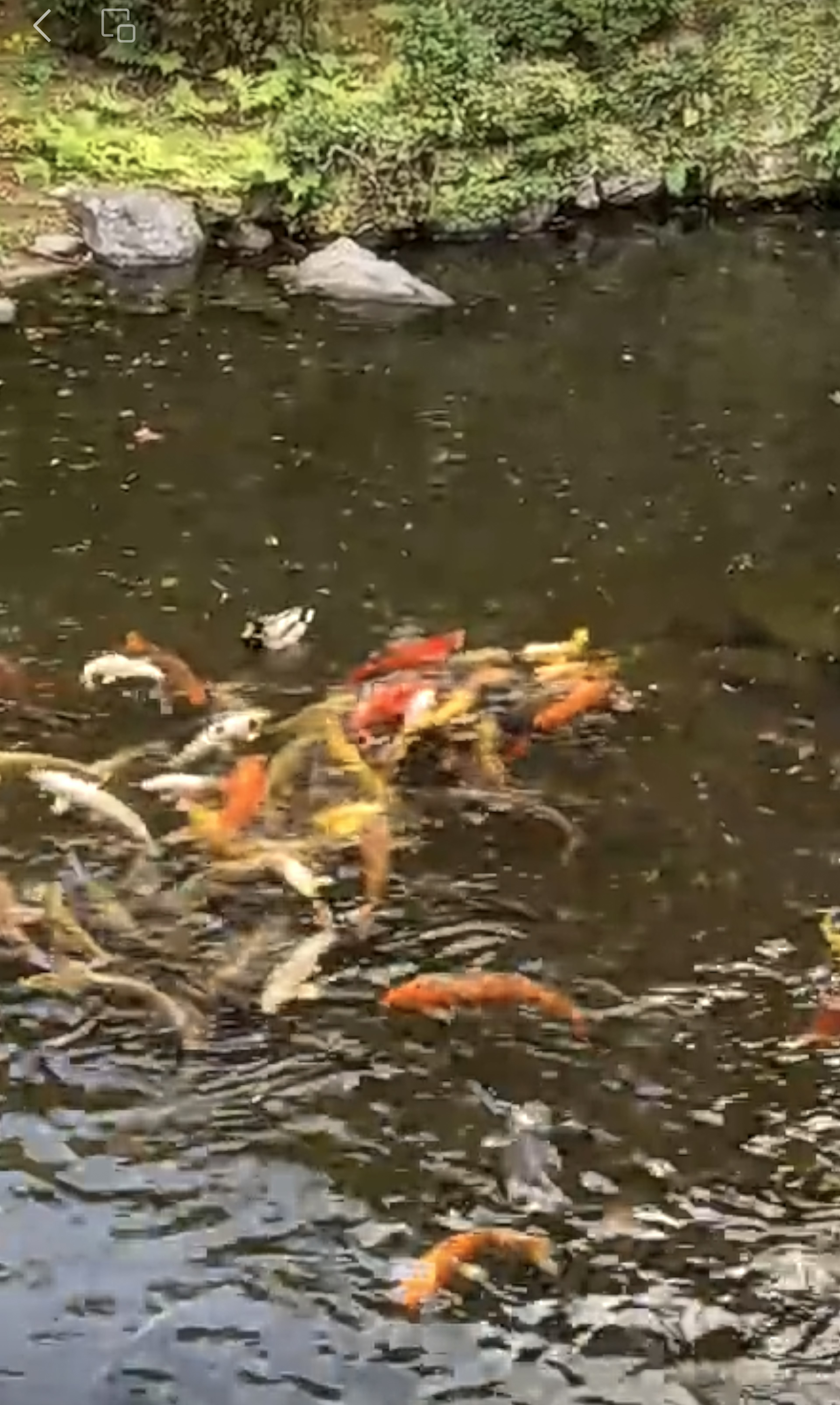 Colorful koi fish swimming in a pond surrounded by greenery