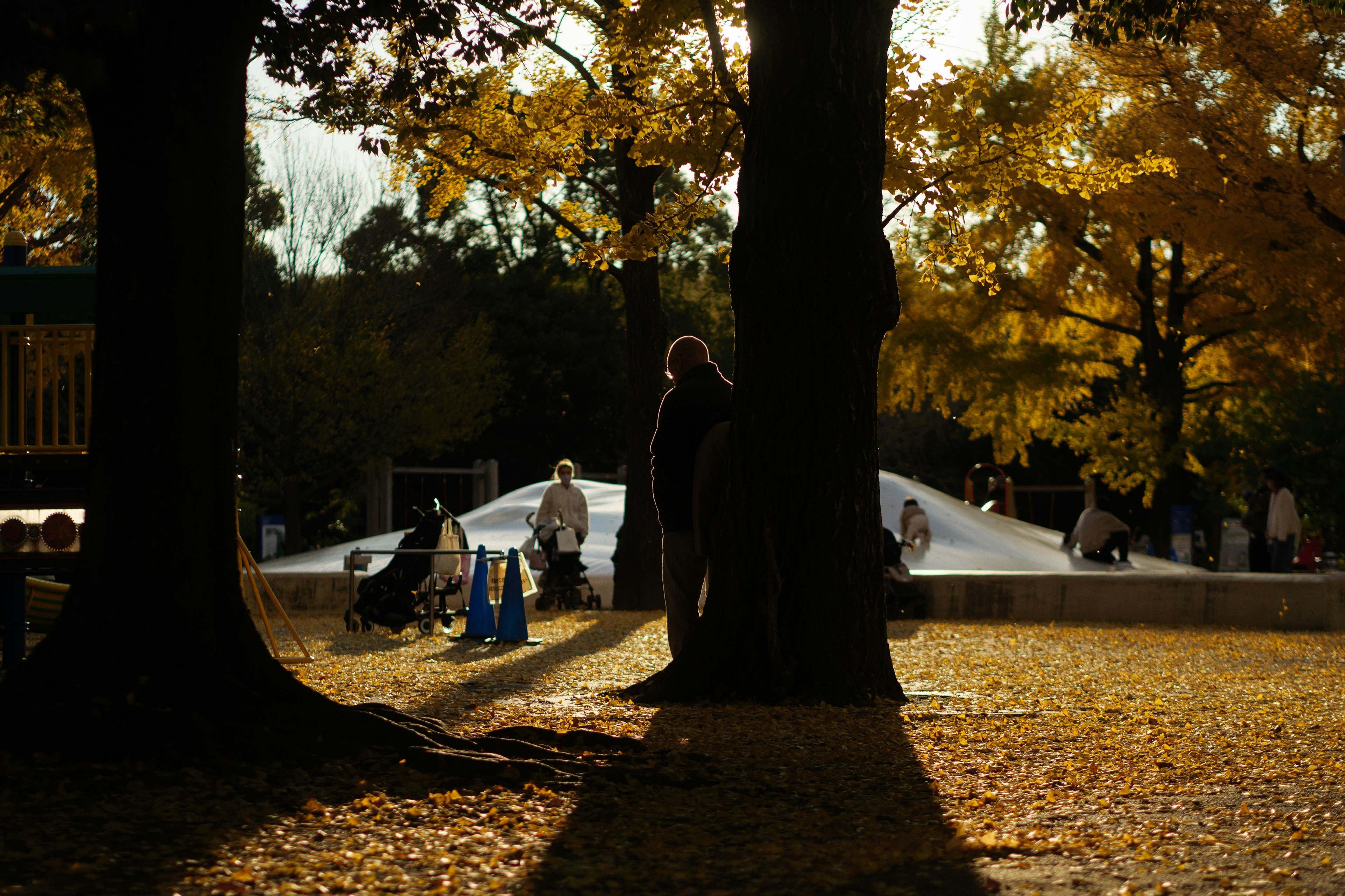 秋天公園中樹木之間站著的人影和黃色葉子