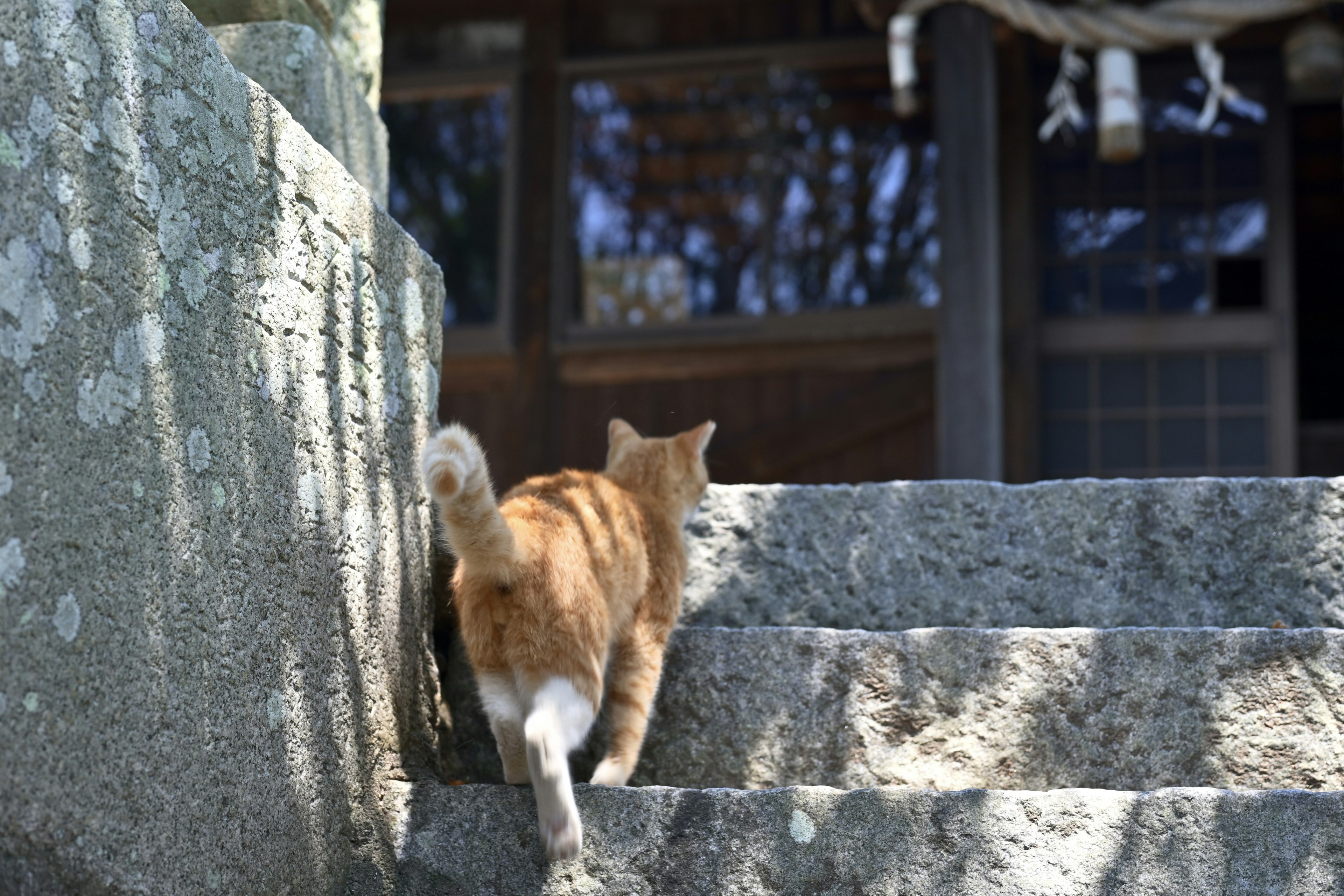 階段を上るオレンジ色の猫と背景の神社