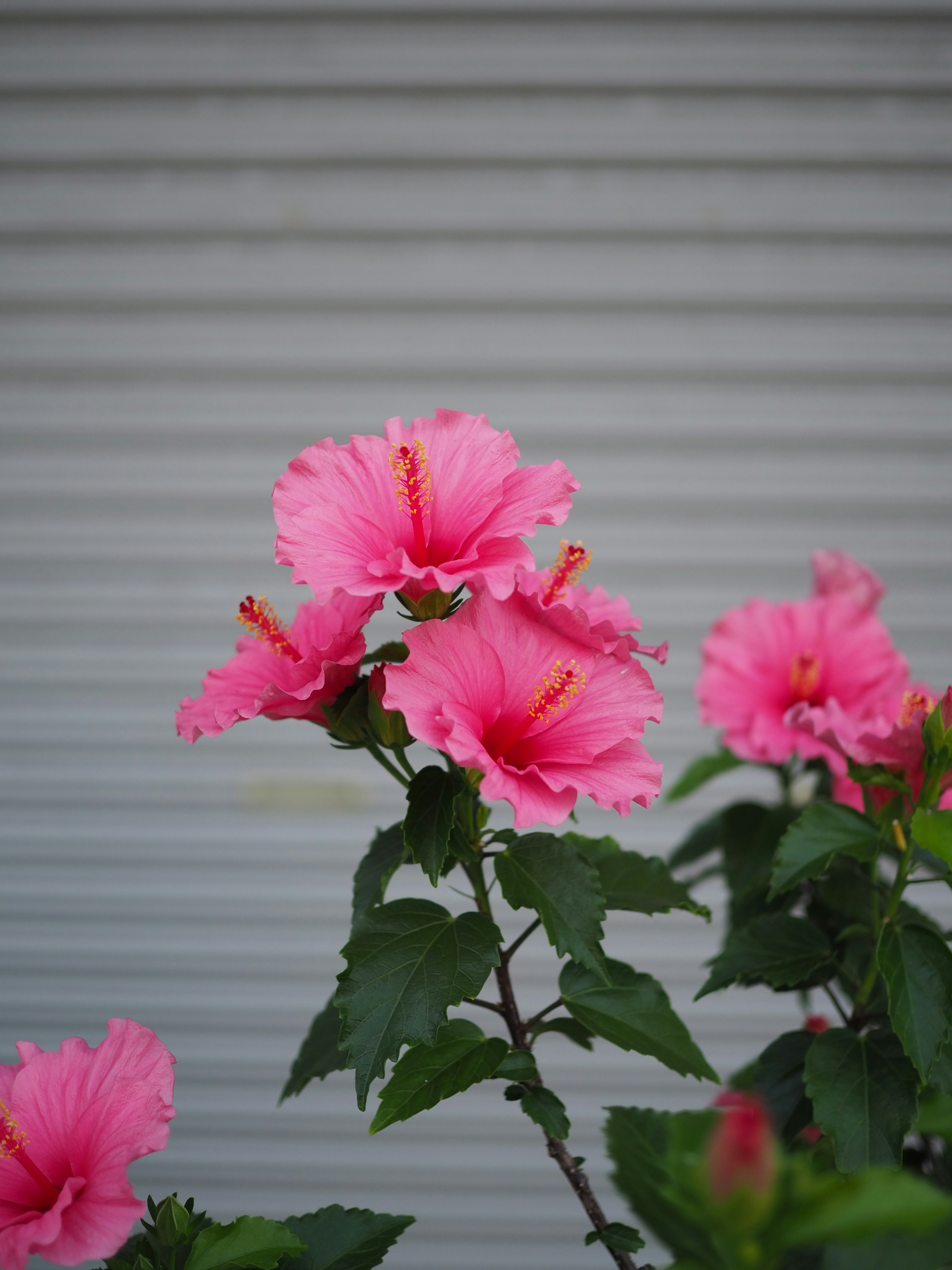 ピンクのハイビスカスの花が咲いている様子