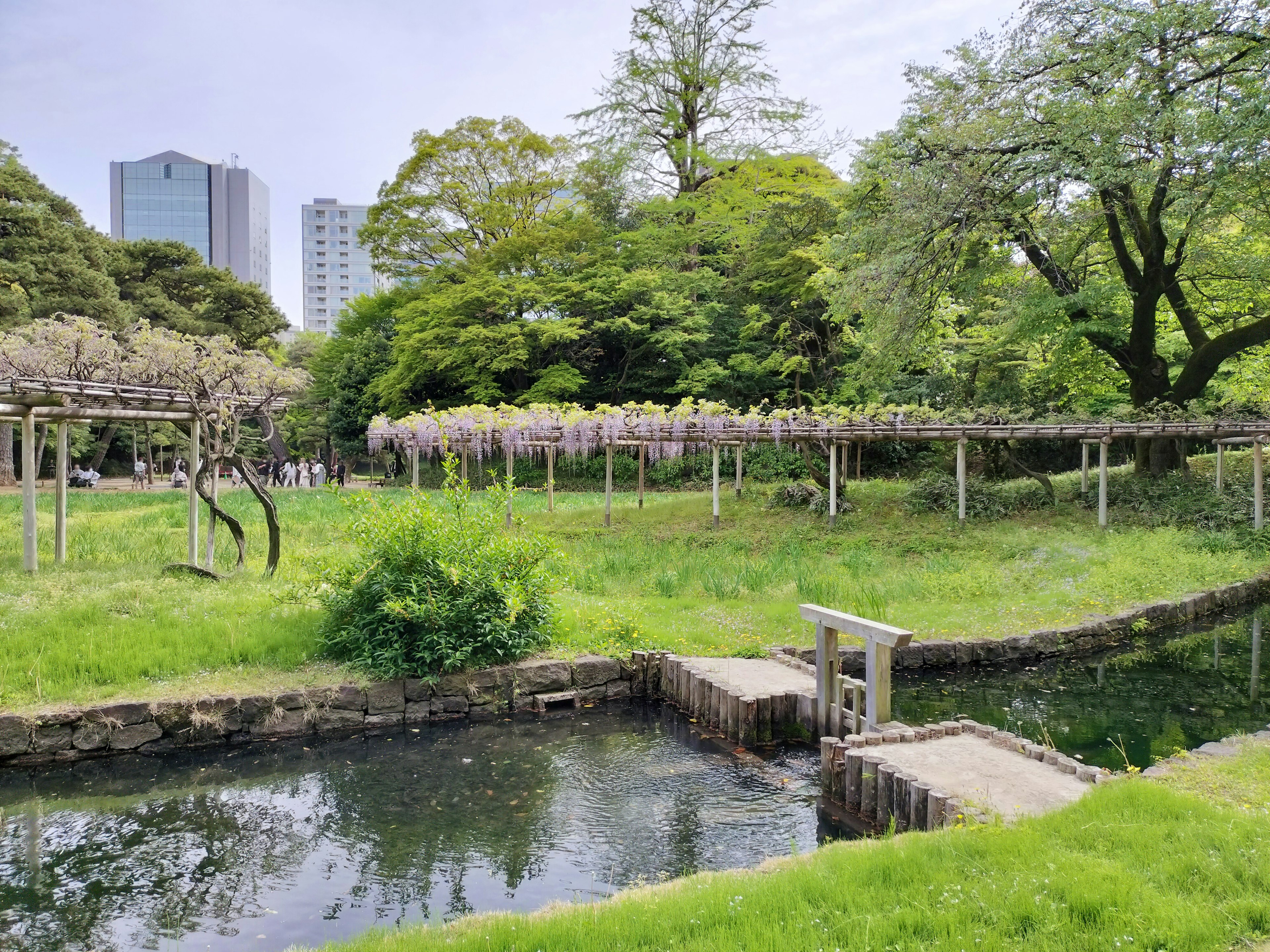 Scène de parc avec un étang entouré de verdure et de treillis de glycine