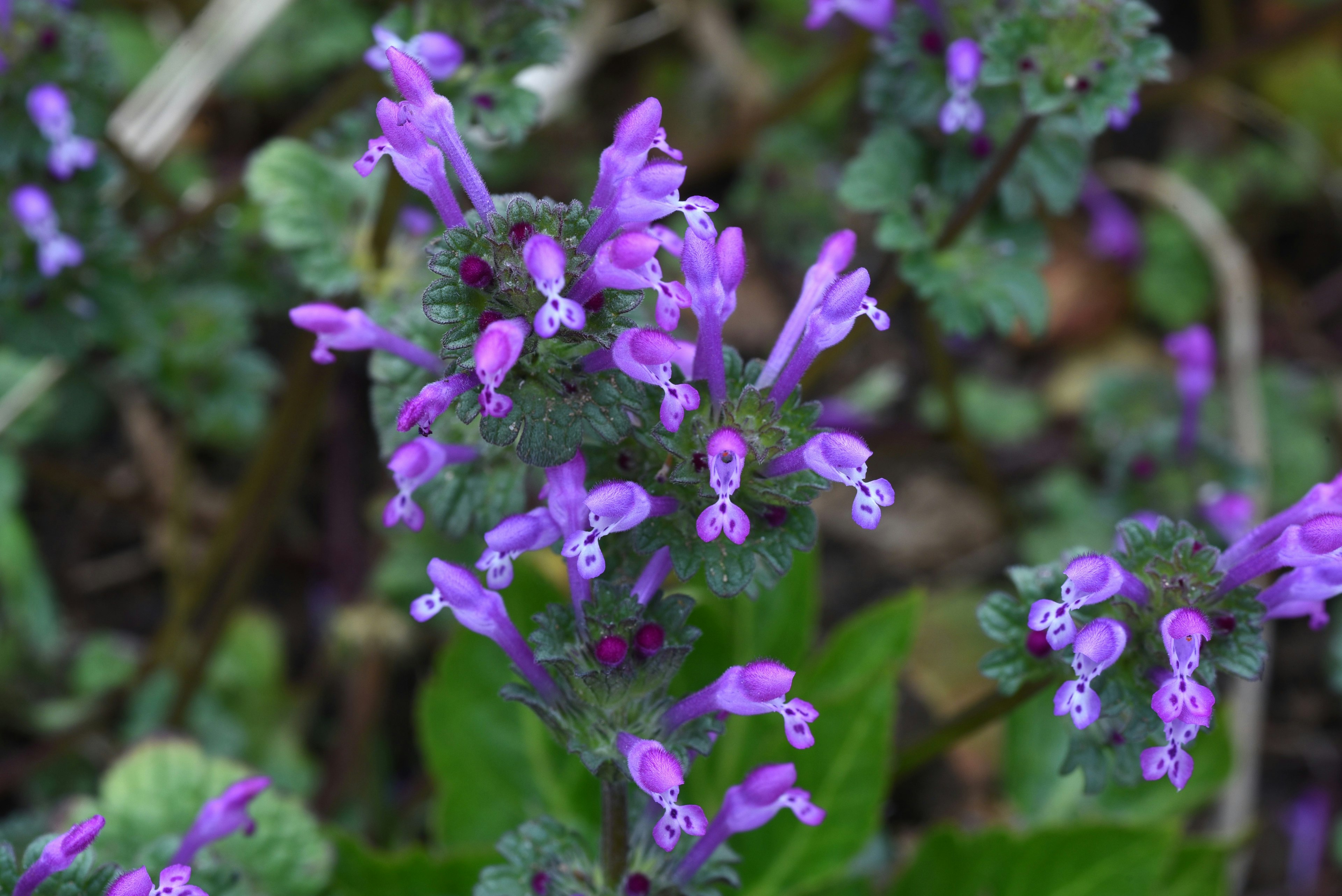 Nahaufnahme einer Pflanze mit lila Blüten