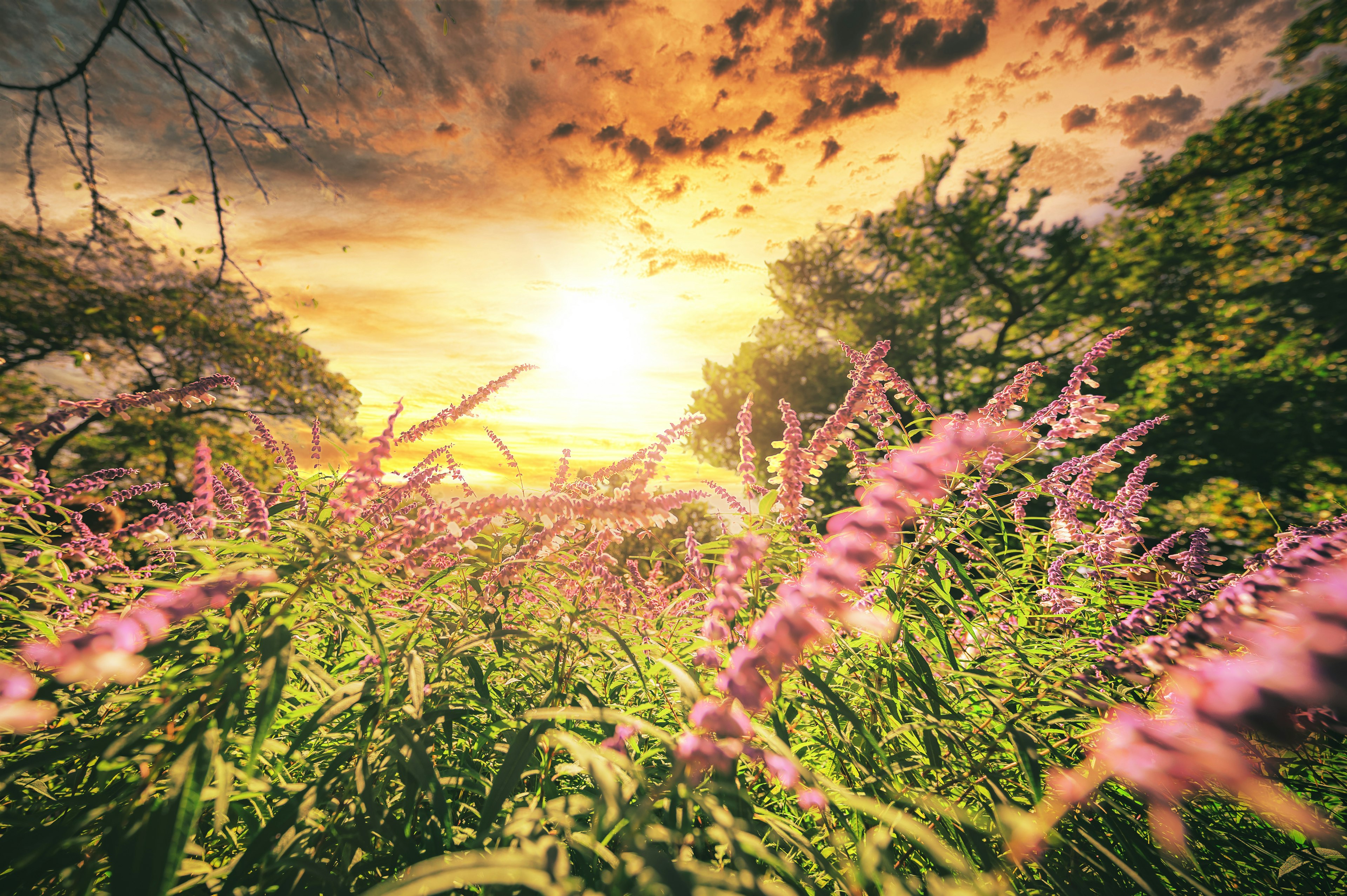 夕日を背景にしたピンクの花と緑の草が広がる風景