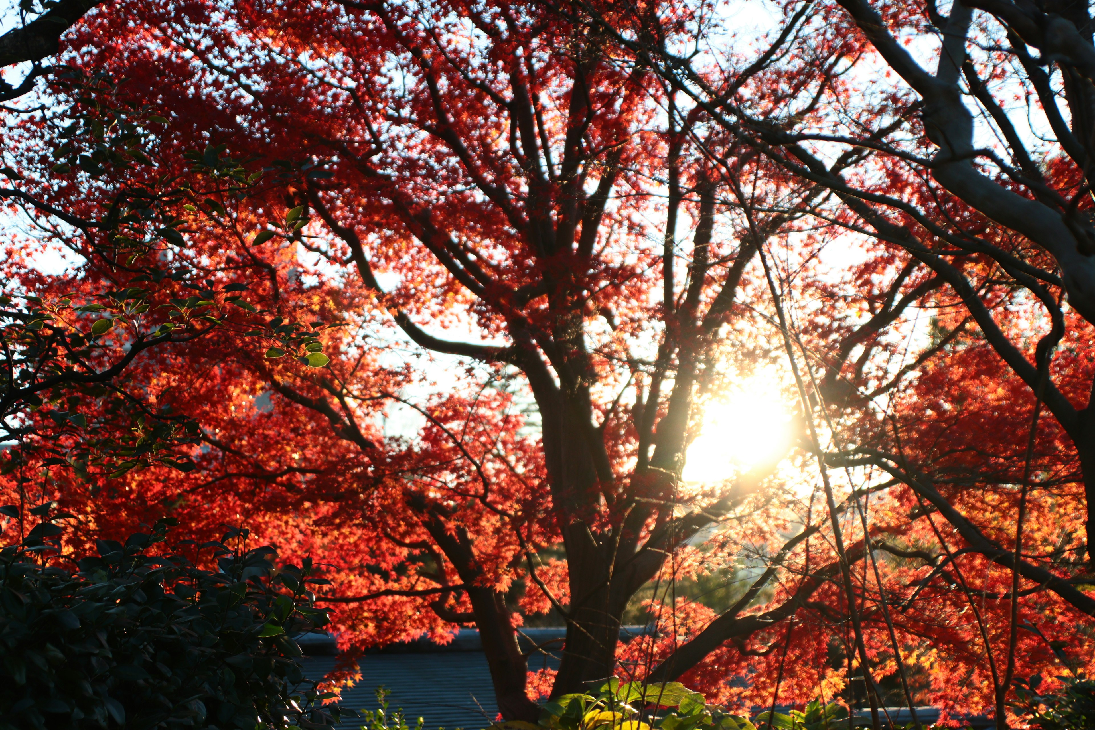 Malersicher Blick auf lebhafte Herbstlaub mit Sonnenlicht, das durch die Bäume filtert