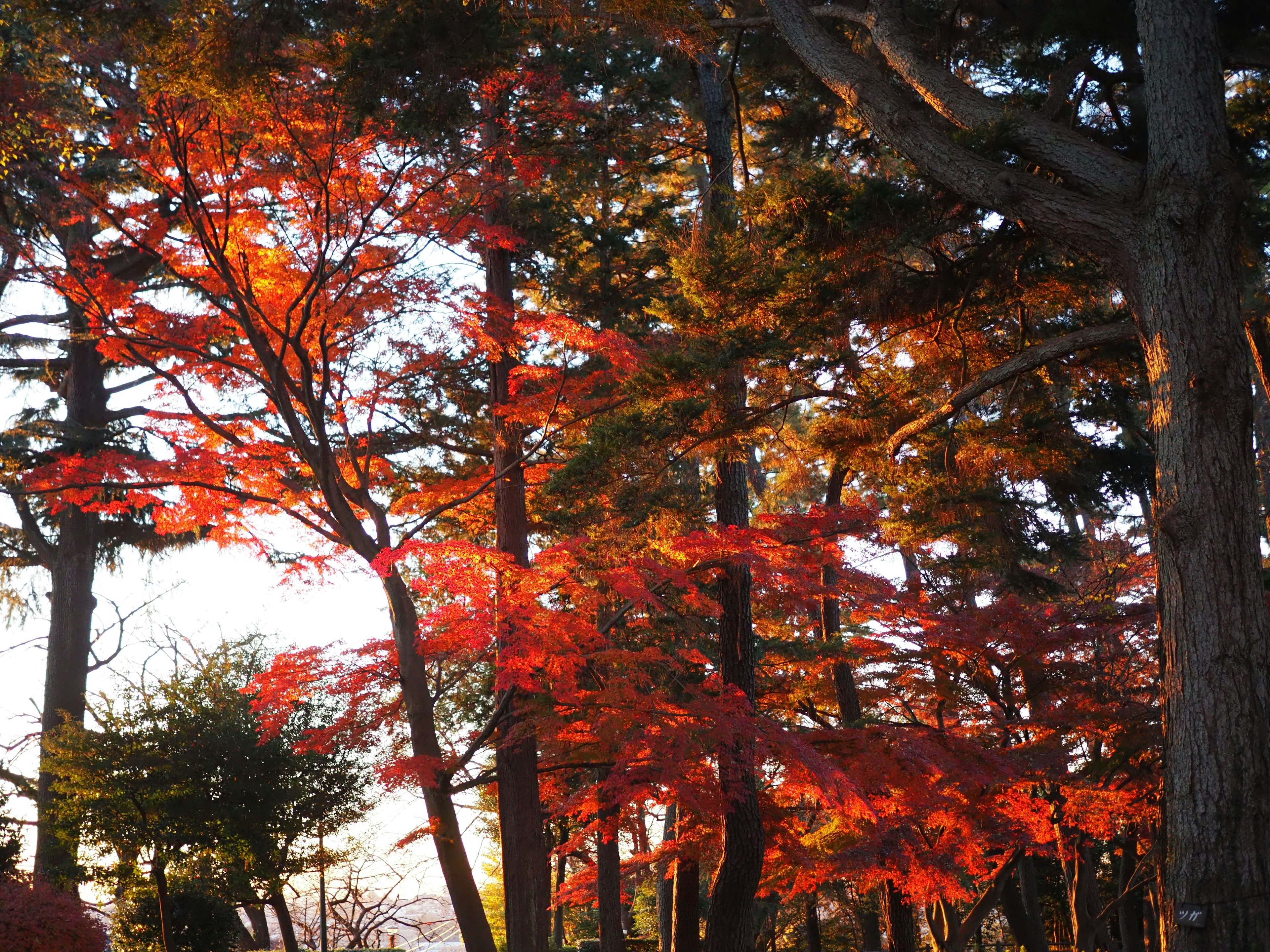 秋の紅葉が美しい森の風景