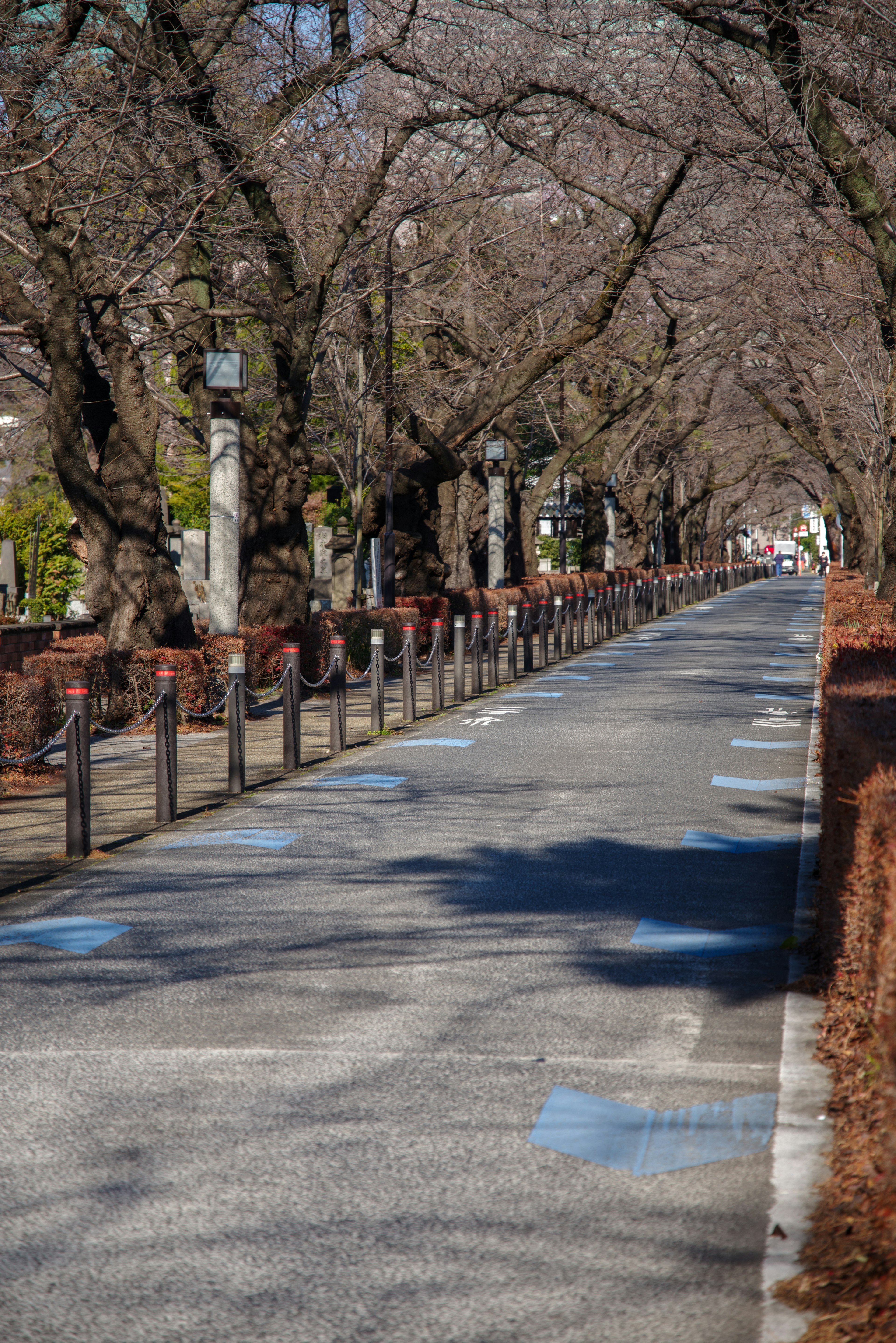 Camino pavimentado flanqueado por árboles desnudos en invierno