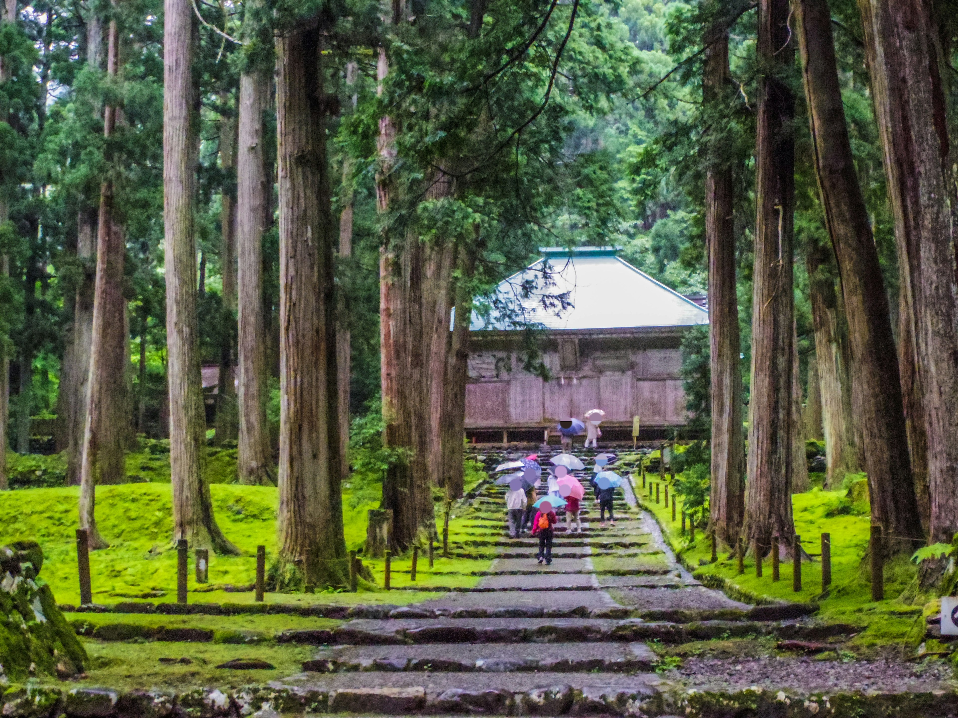 杉の木に囲まれた静かな道を歩く人々と寺院