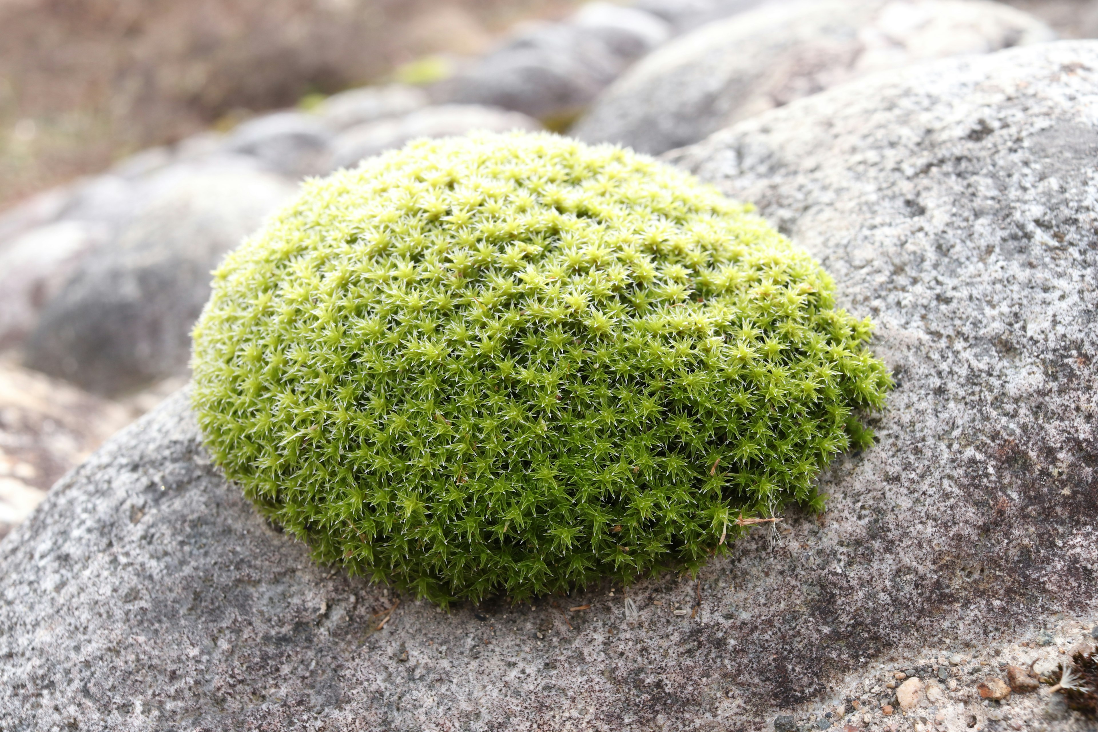 A round green moss clump on a rock